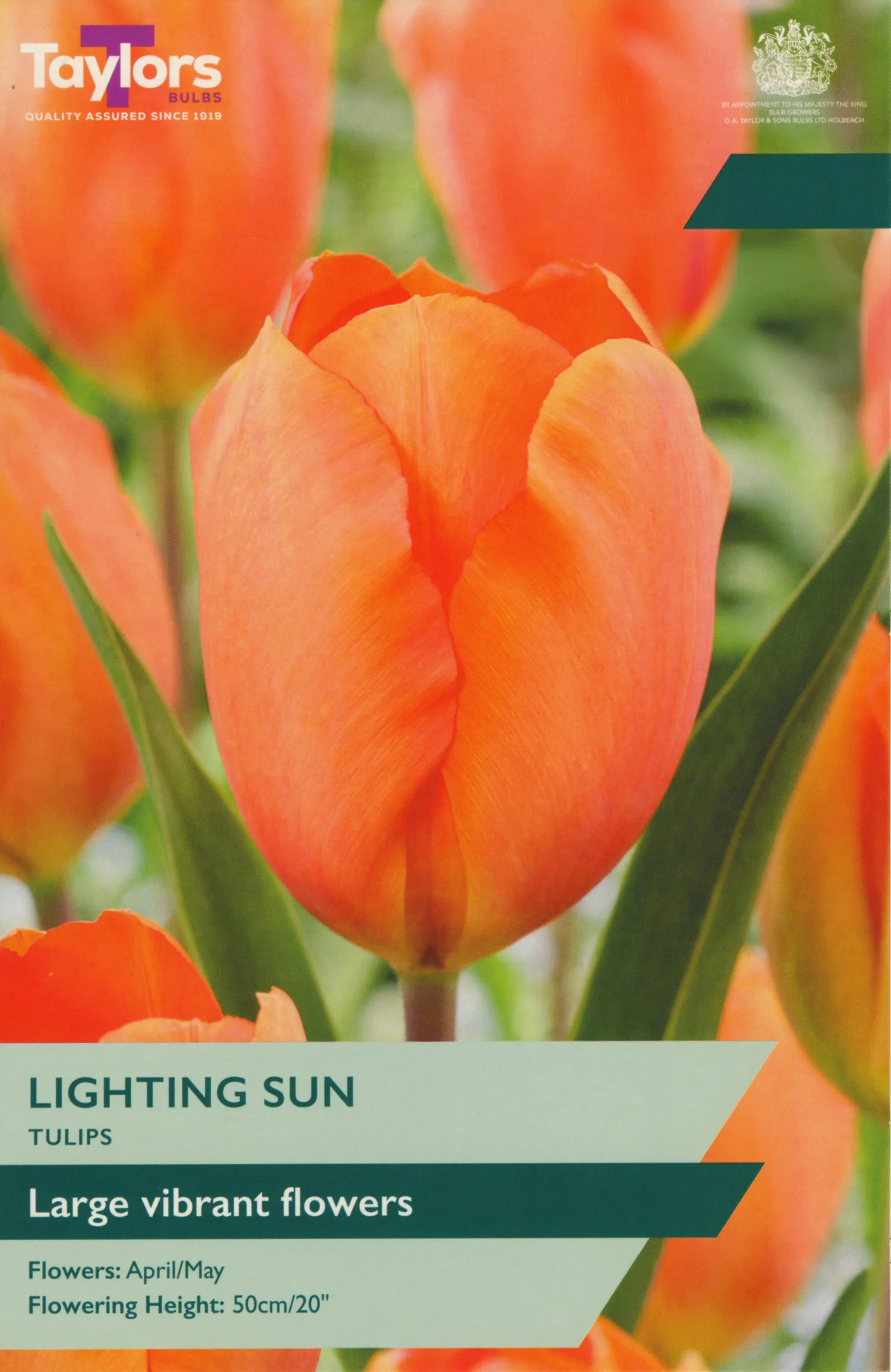 NEW Tulip Lighting Sun