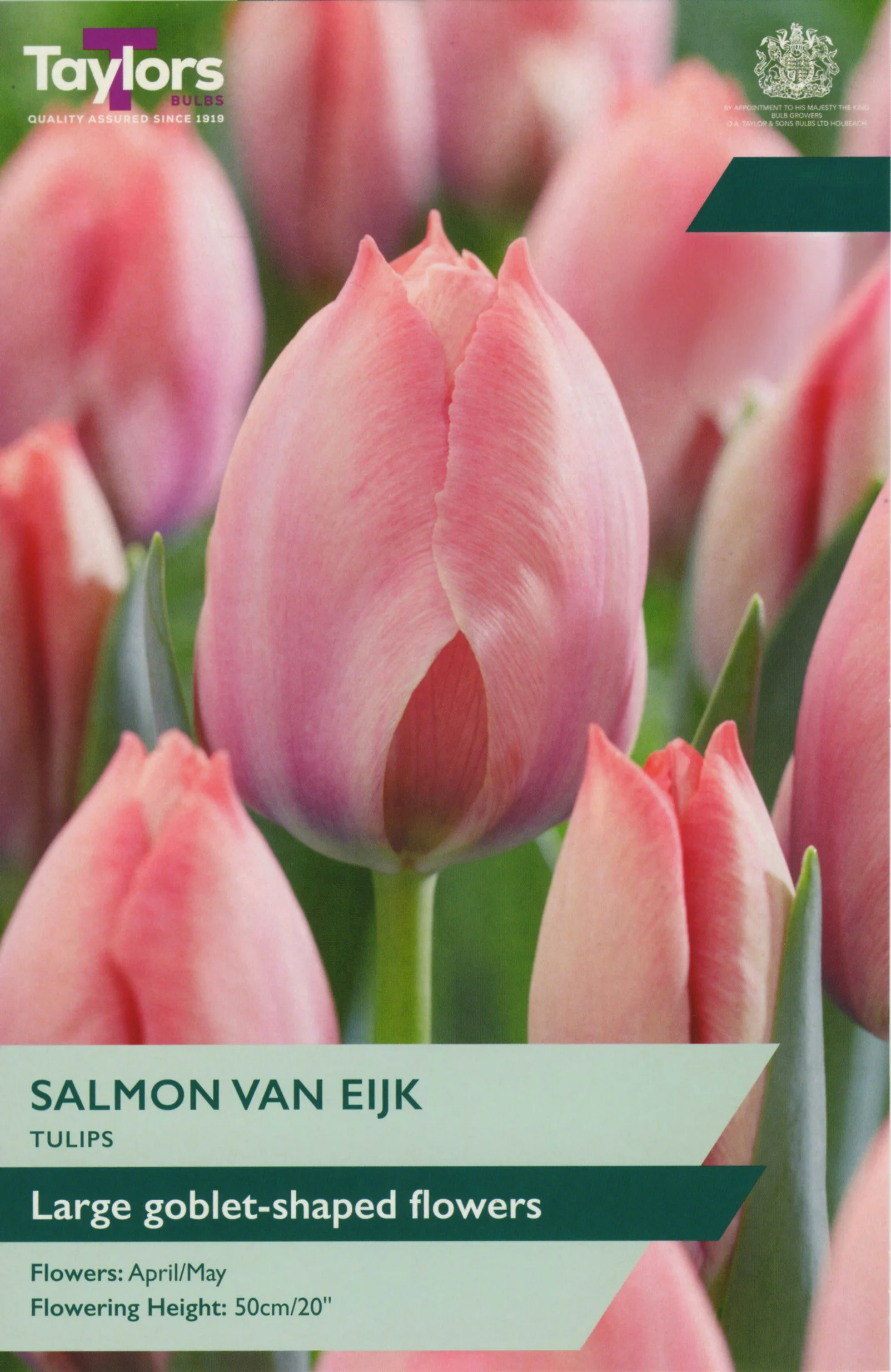 NEW Tulip Salmon Van Eijk