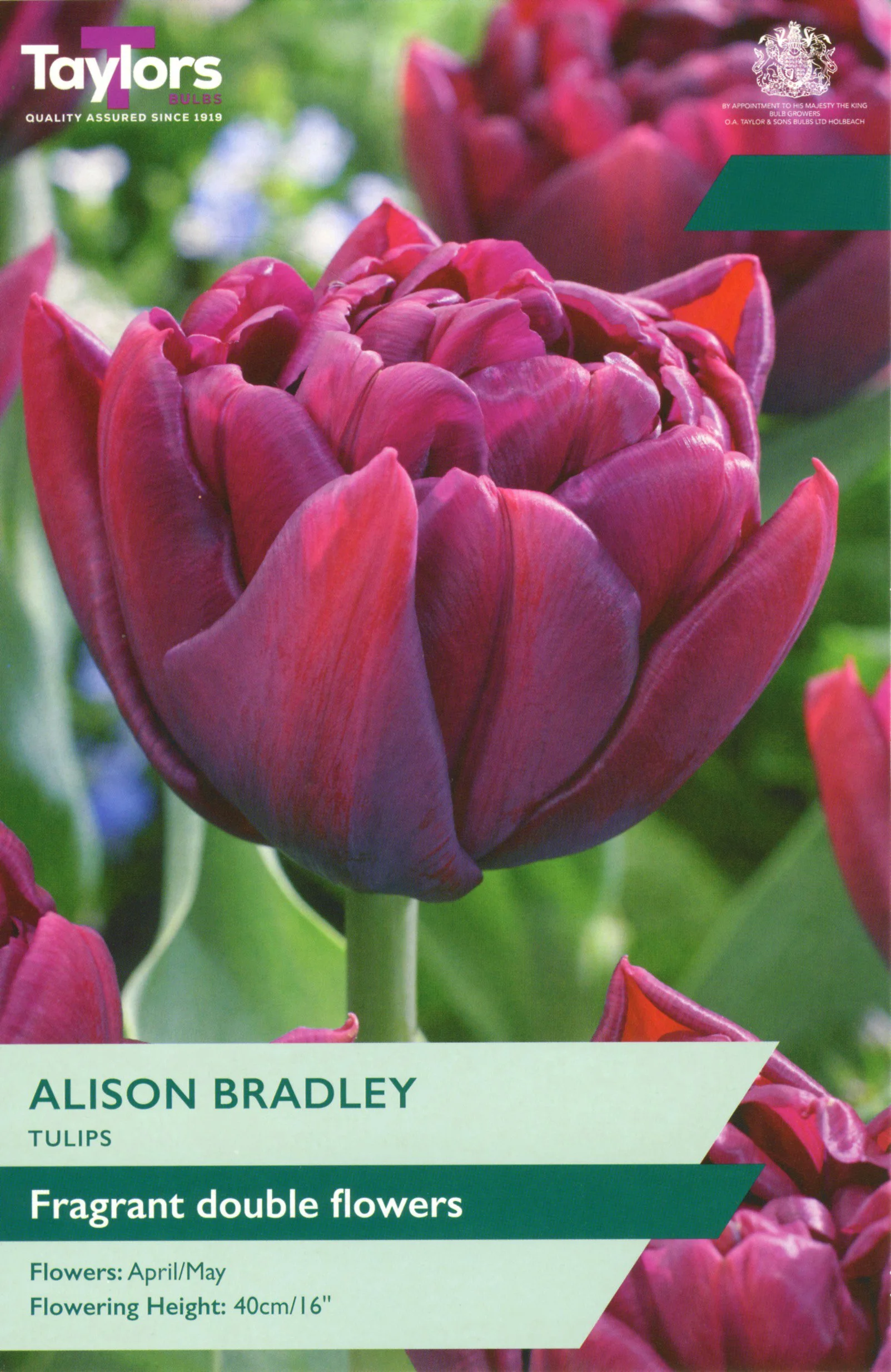 Tulip Alison Bradley