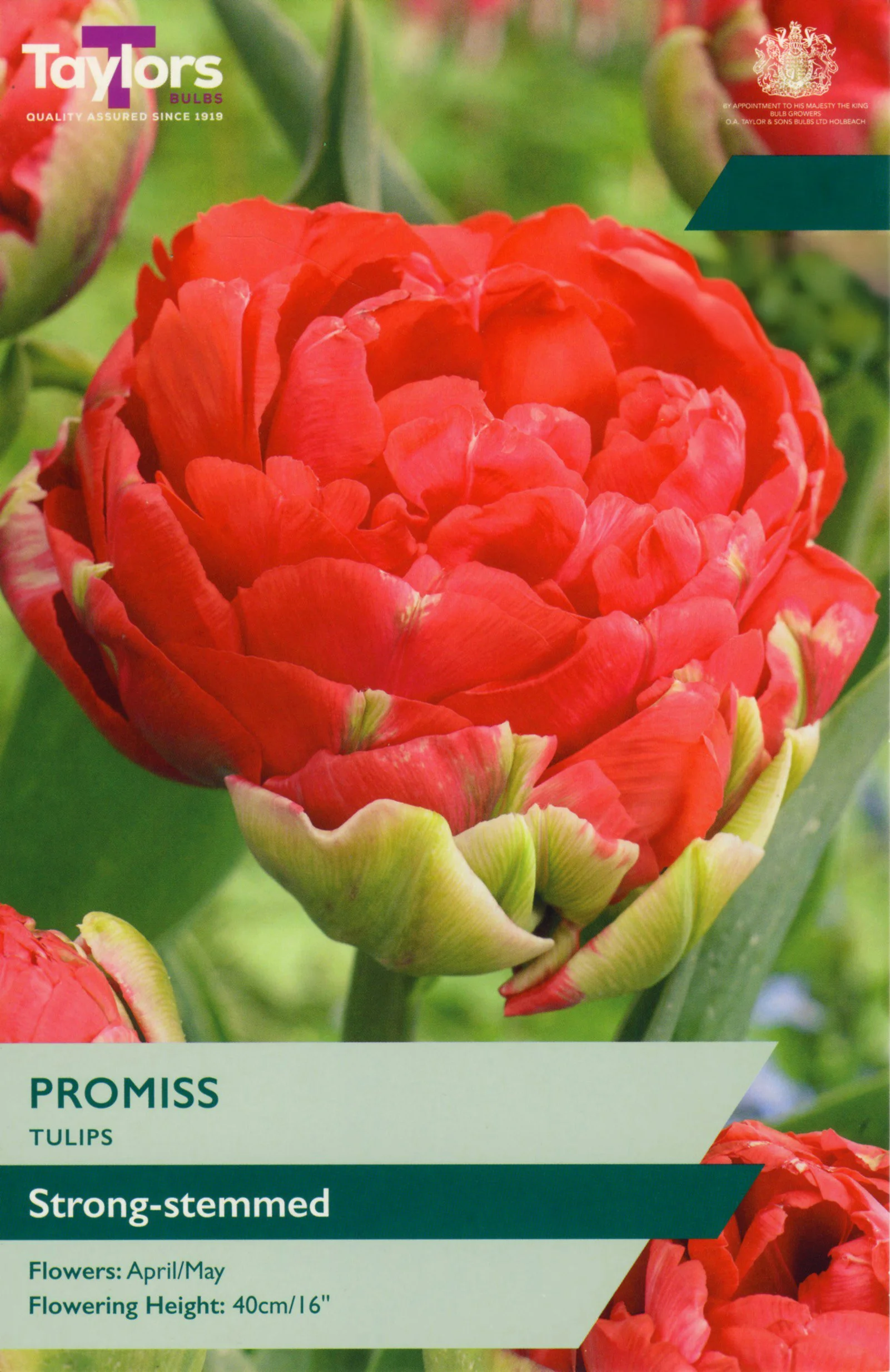 NEW Tulip Promiss