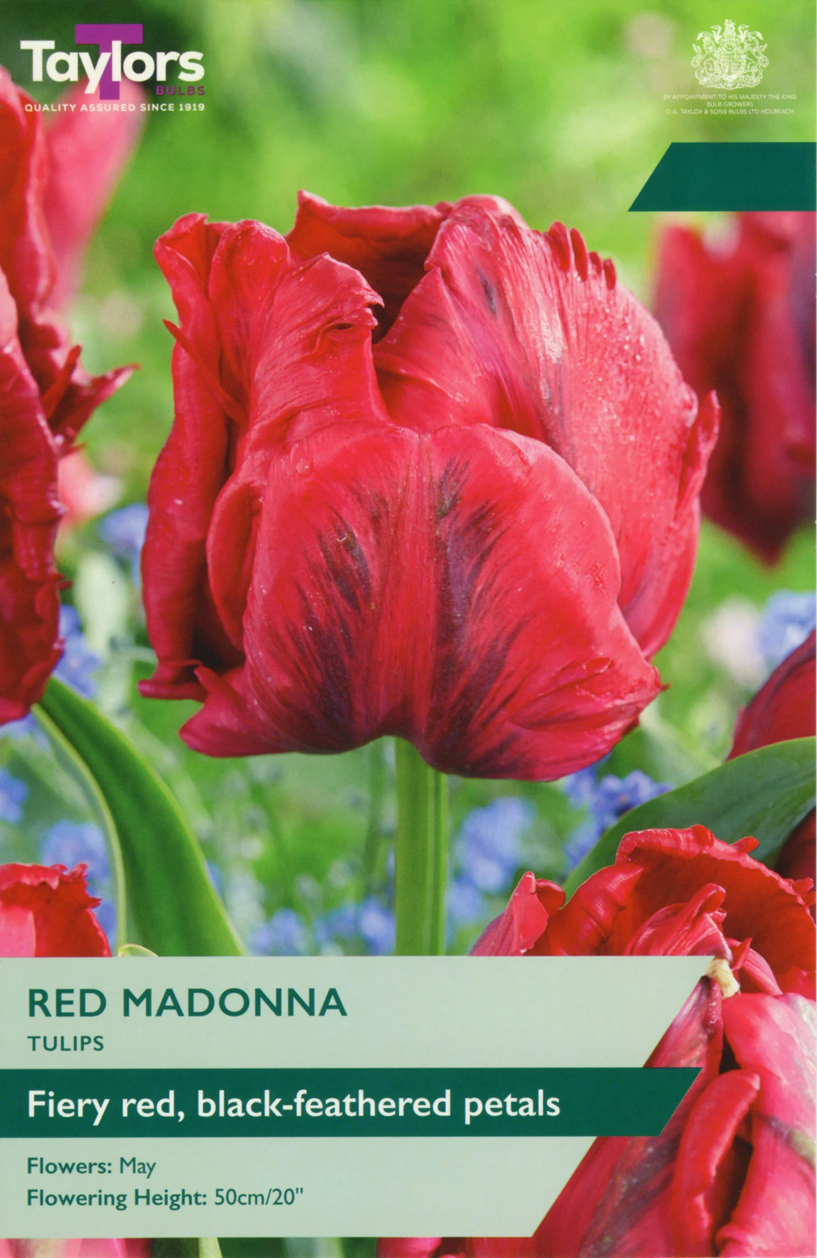 Tulip Red Madonna