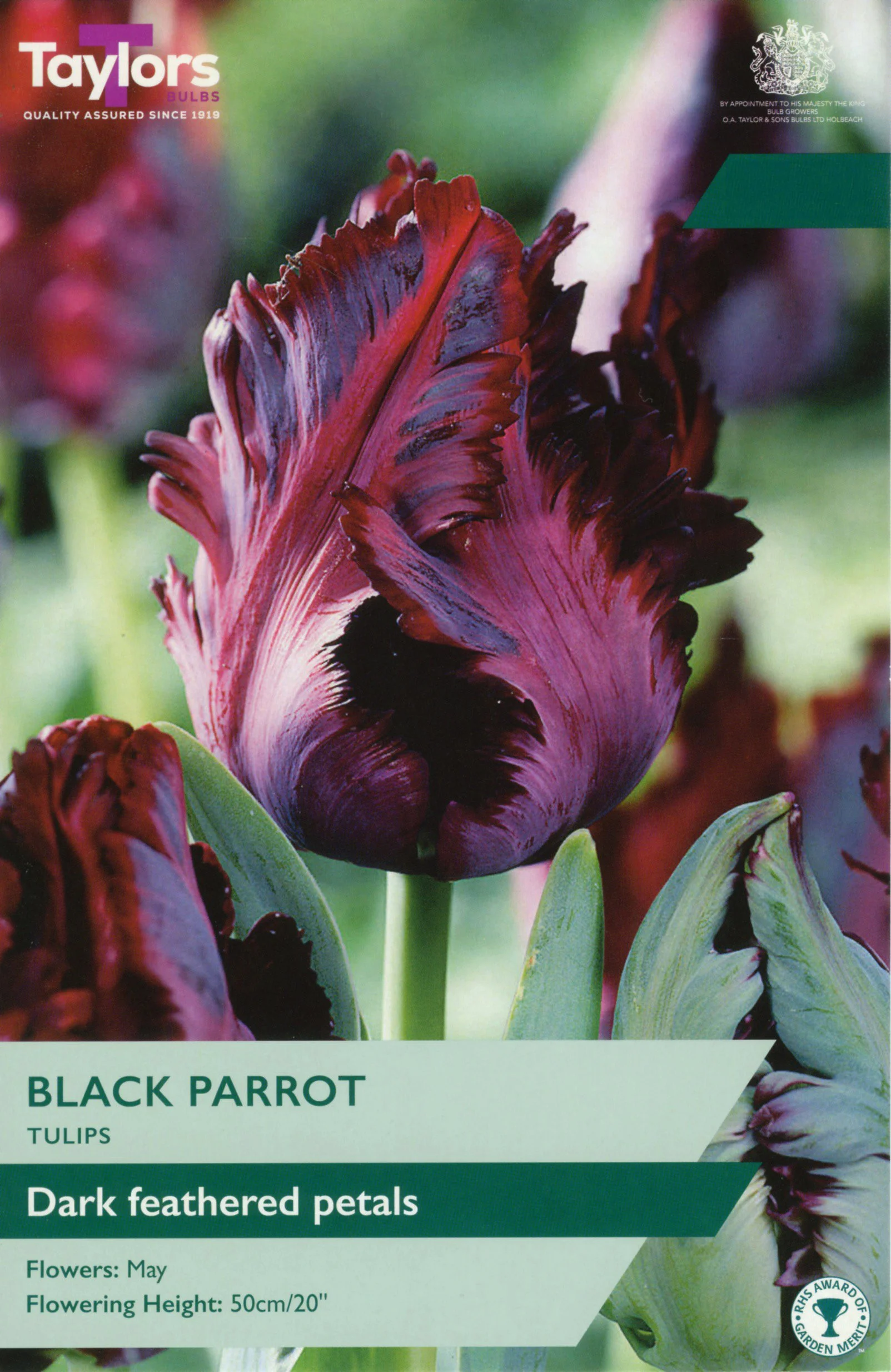 Tulip Black Parrot