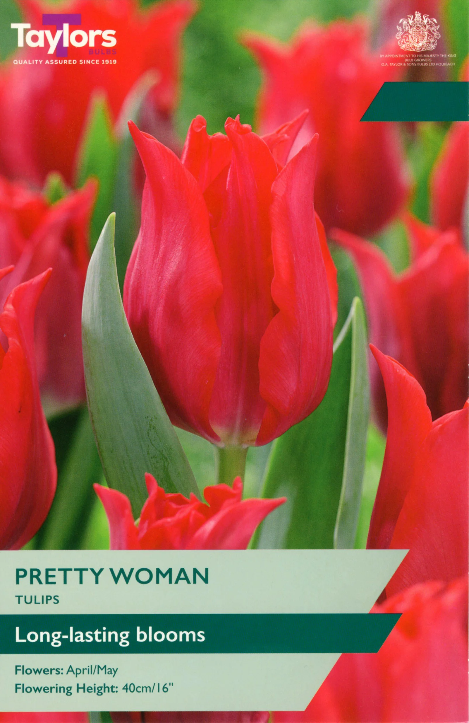 Tulip Pretty Woman