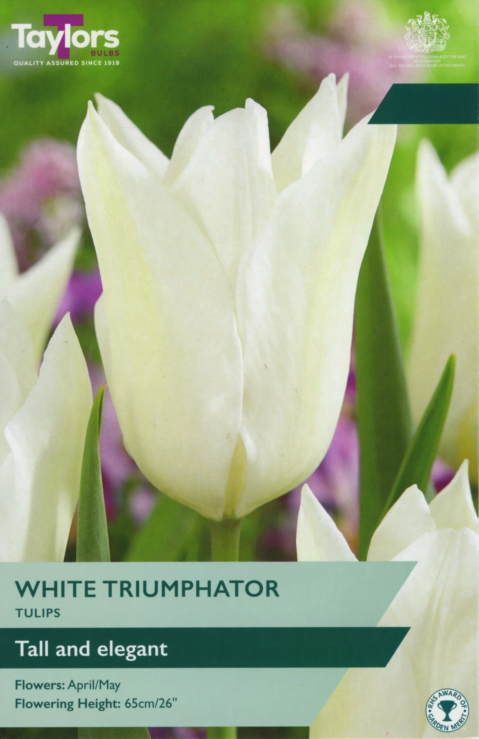 Tulip White Triumphator