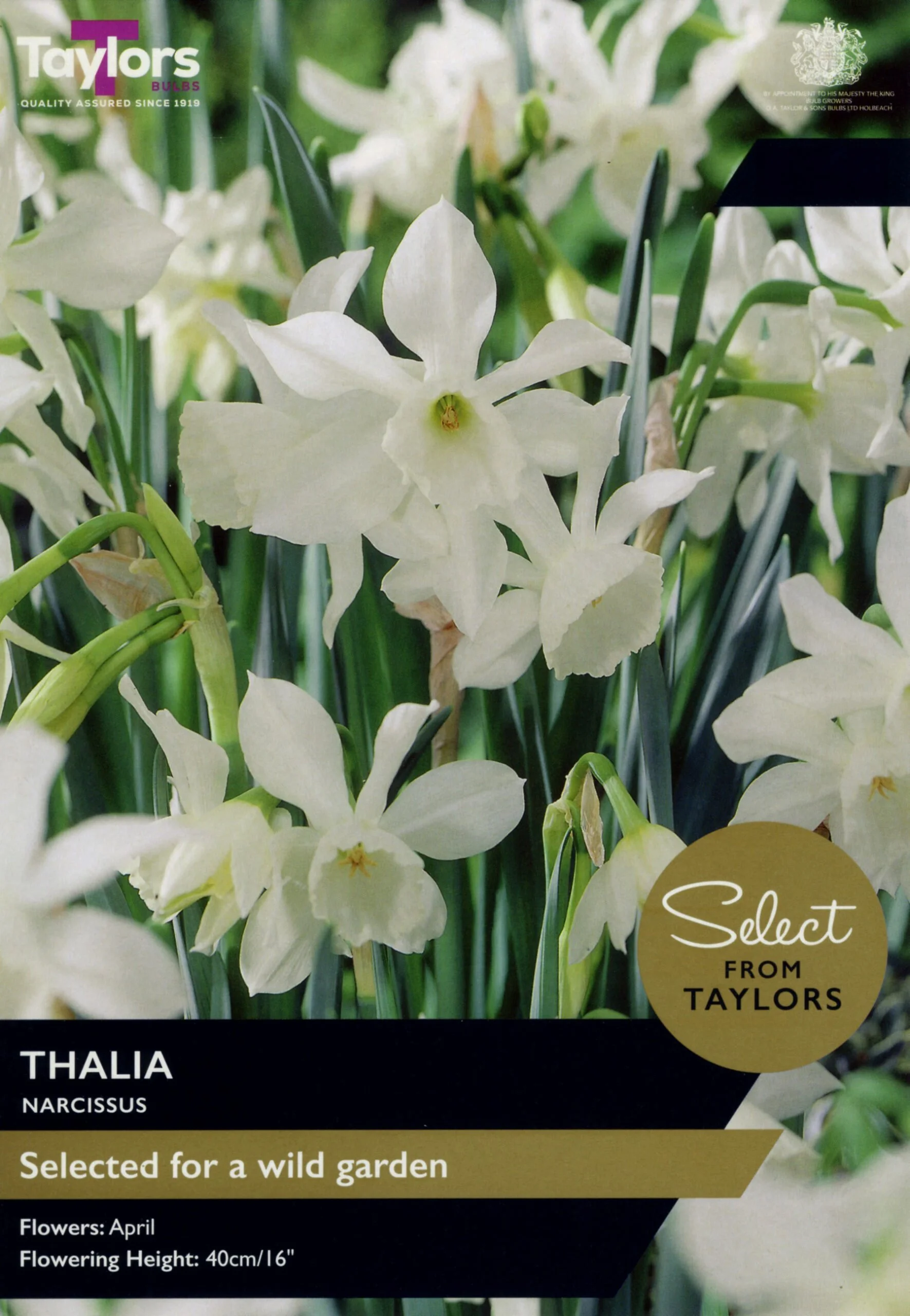 Narcissus Thalia
