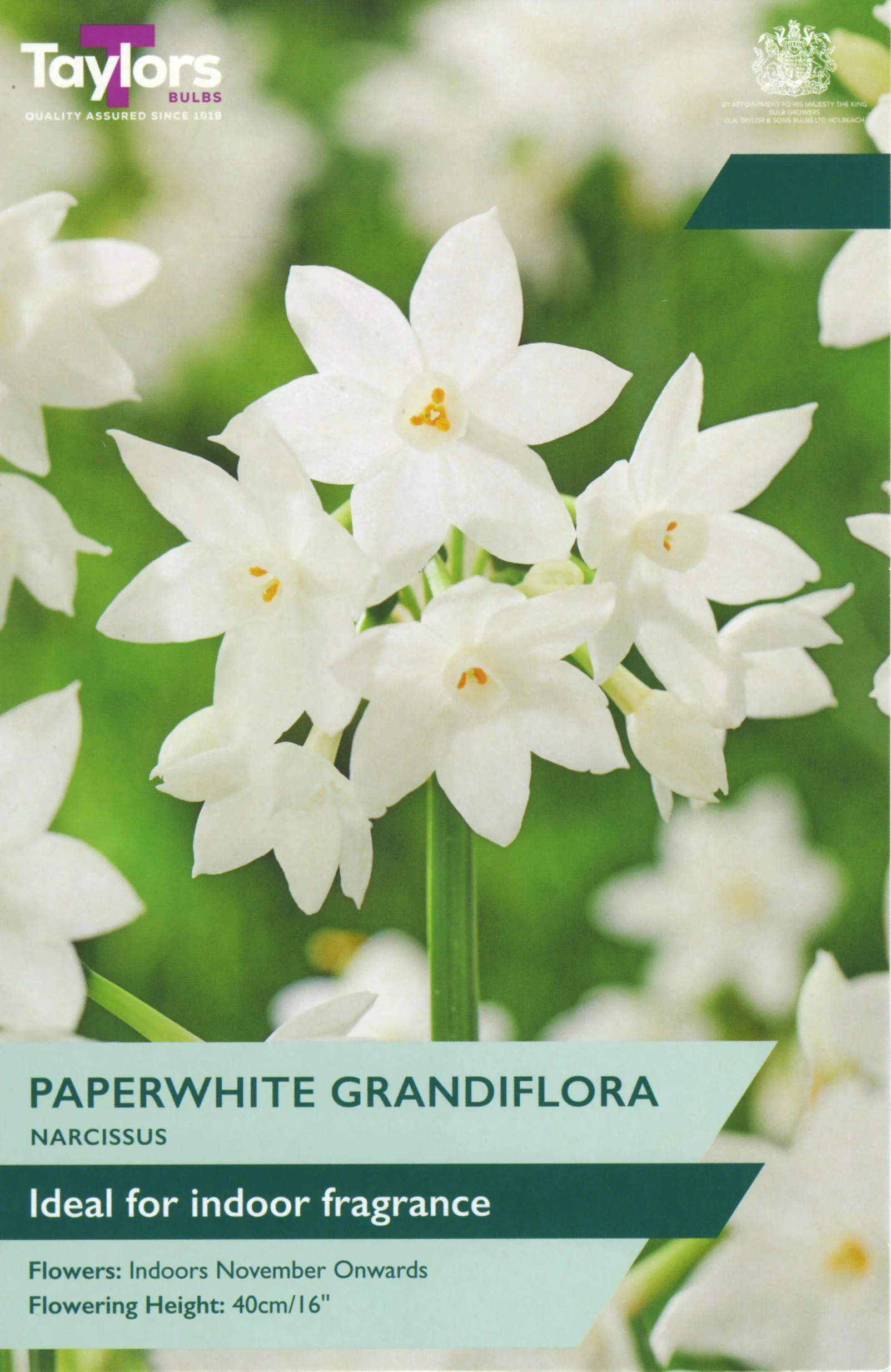 Narcissus Paperwhite Grandiflora