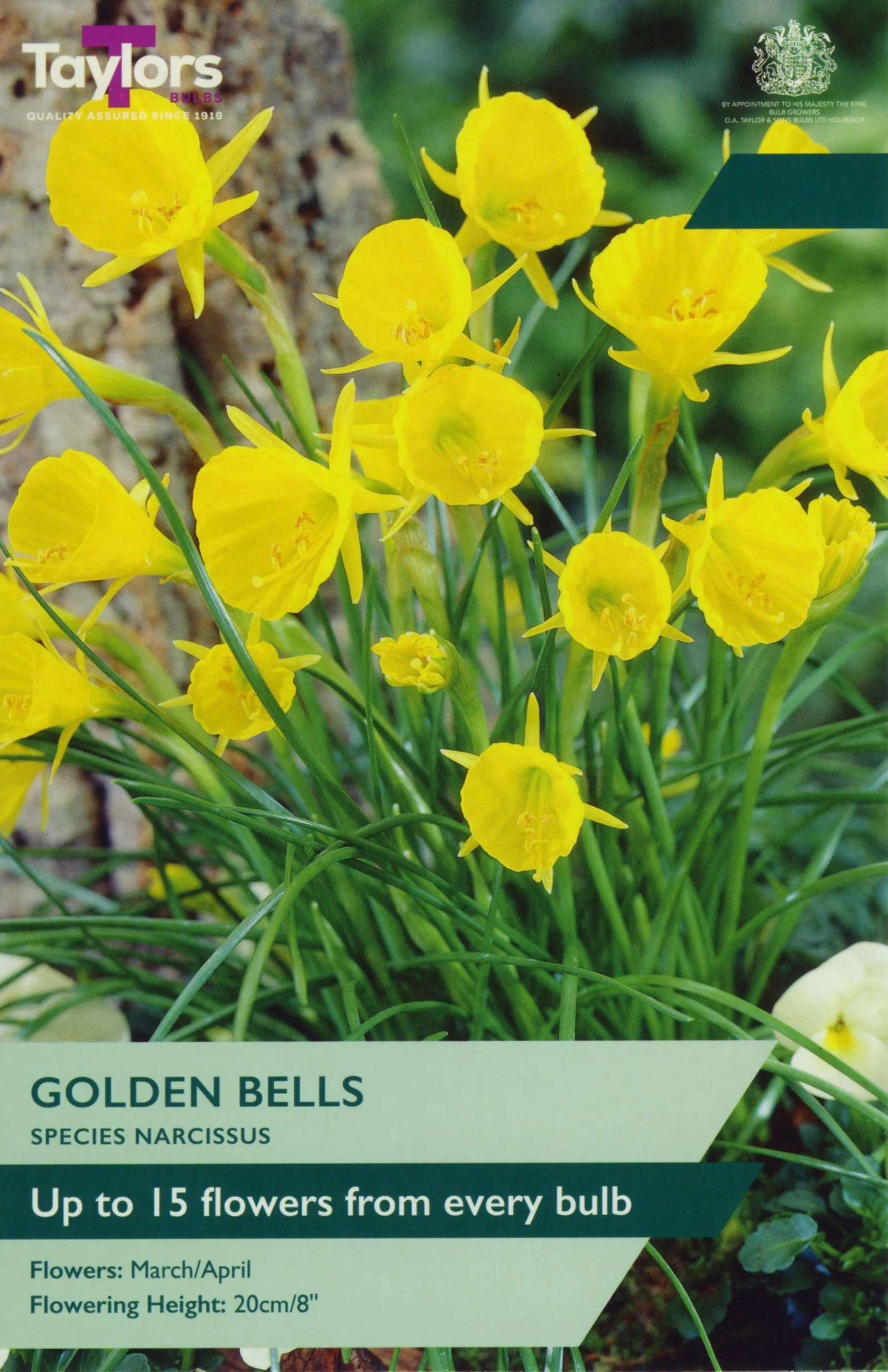 Narcissus Golden Bells