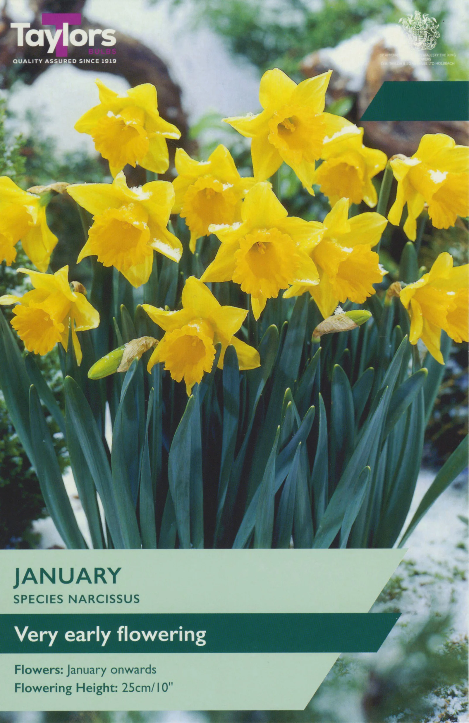 Narcissus January