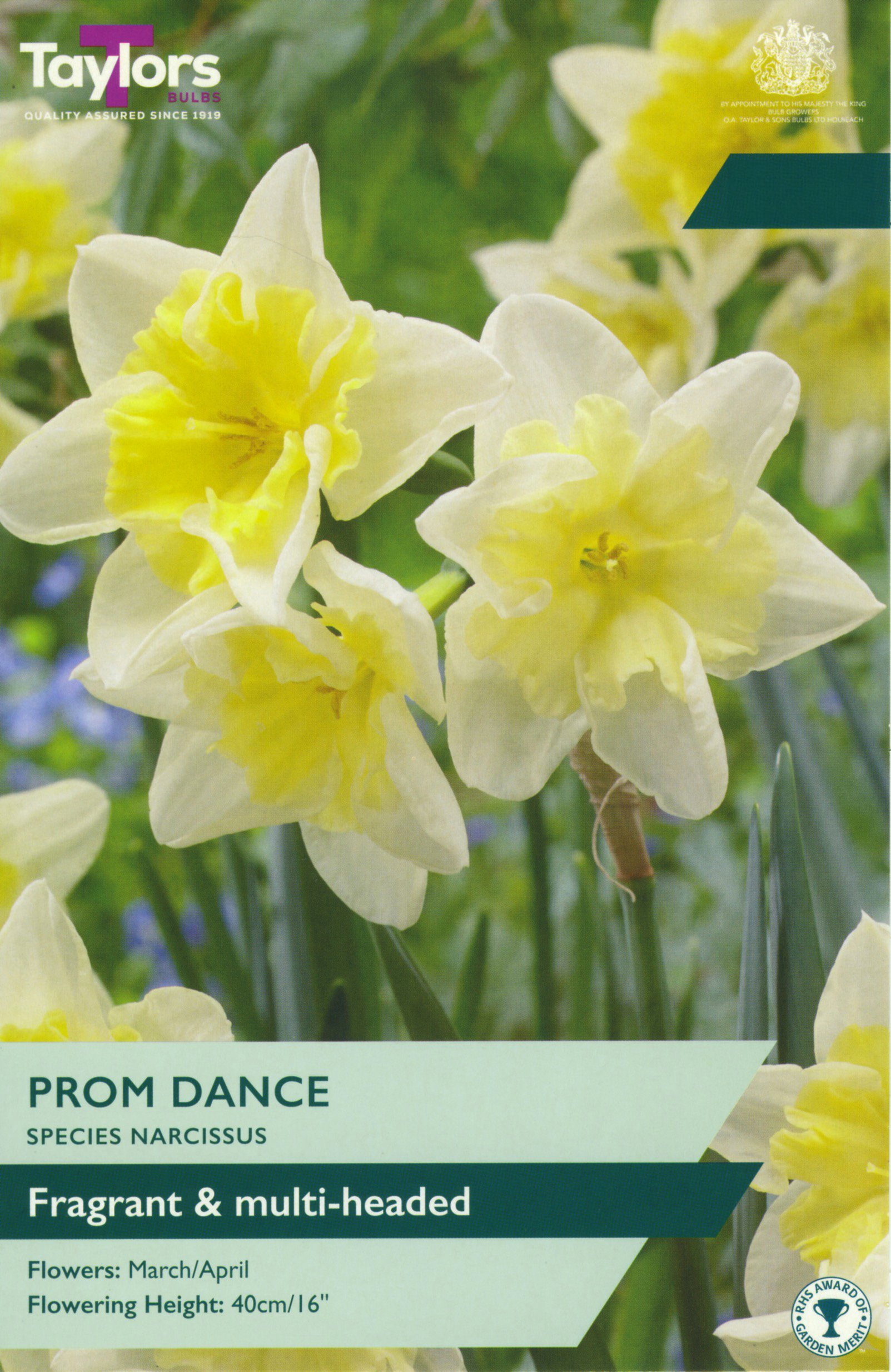 Narcissus Prom Dance