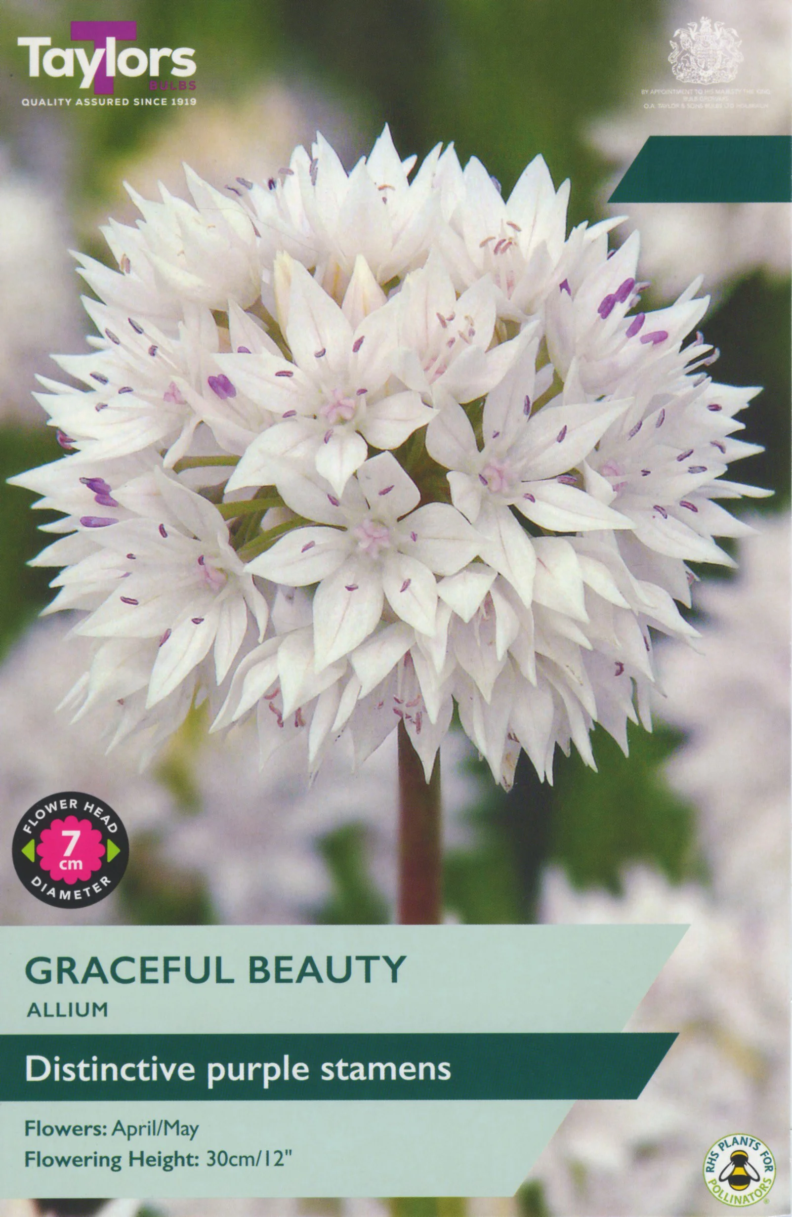 Allium Graceful Beauty