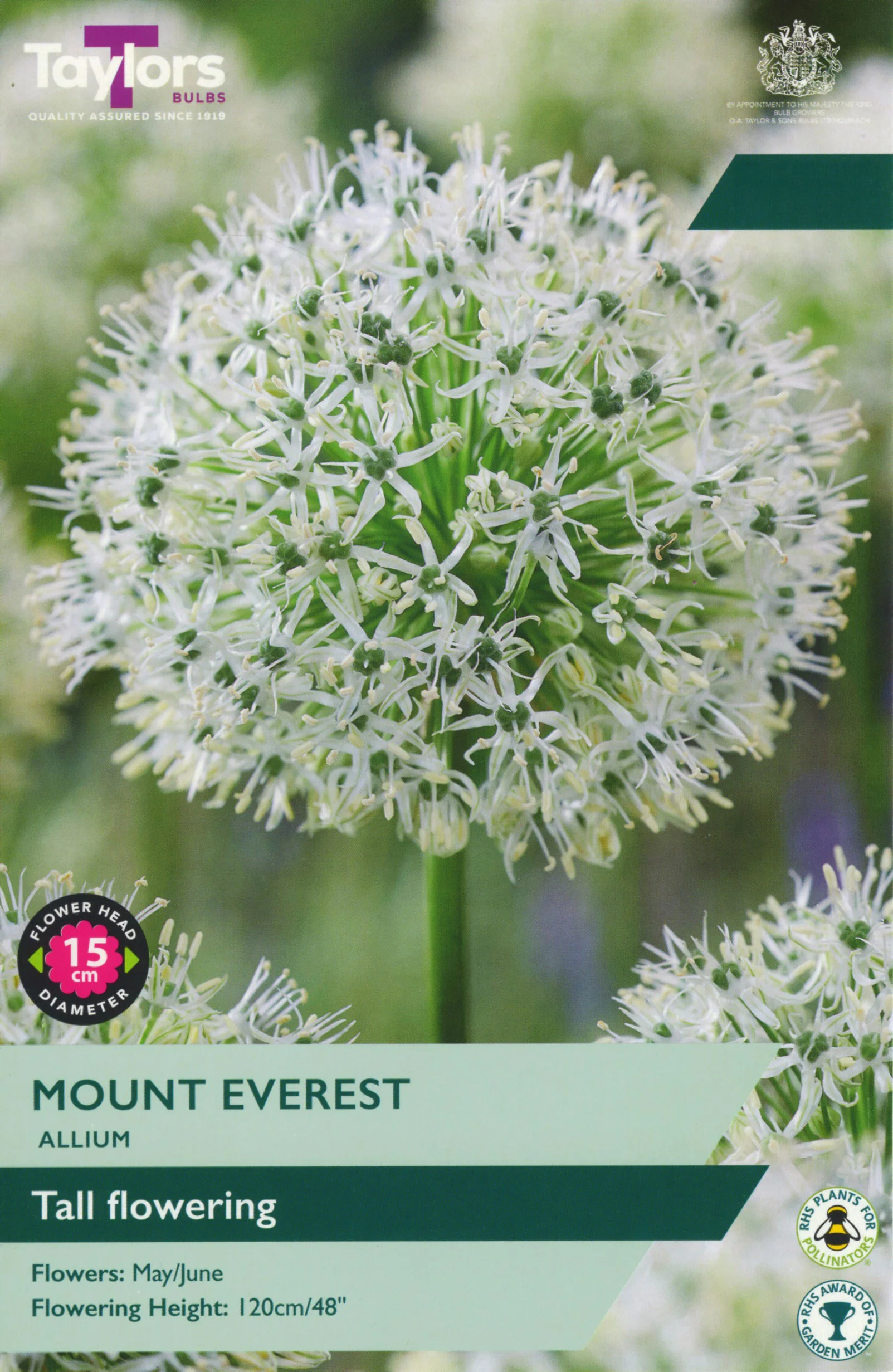 Allium Mount Everest