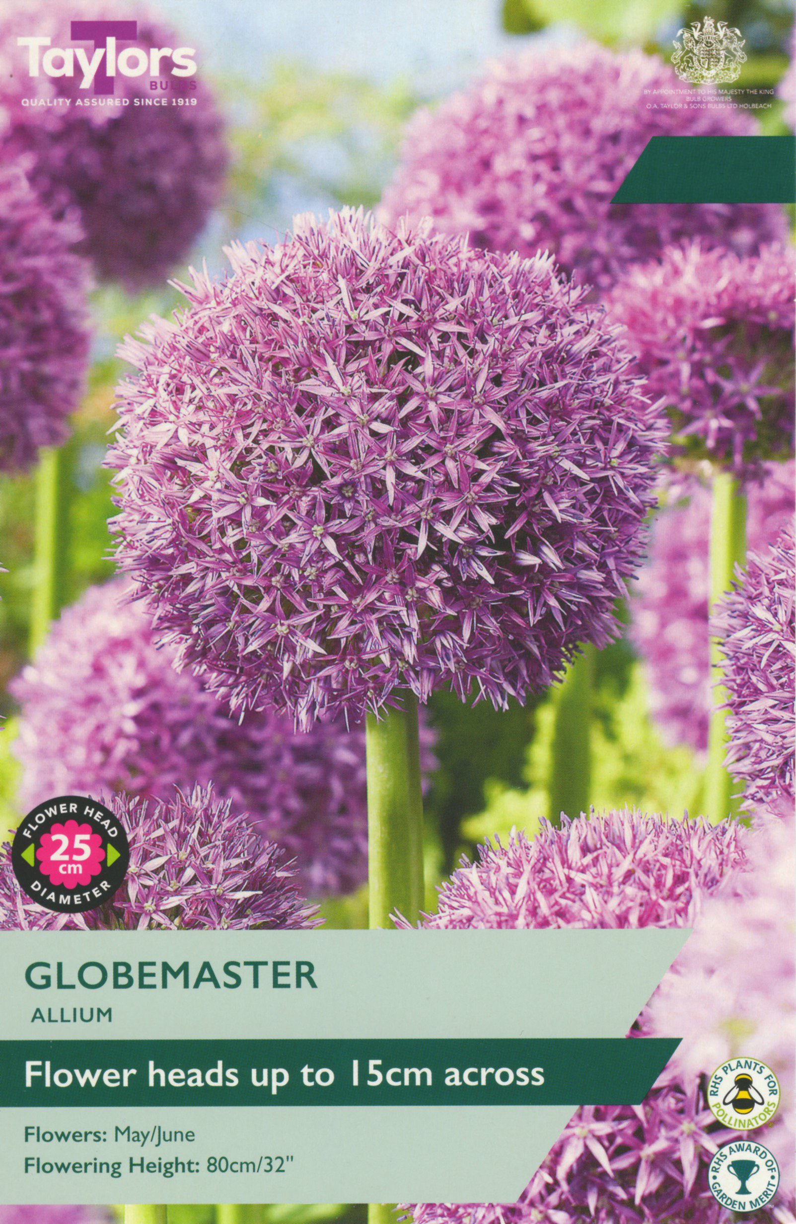 Allium Globemaster