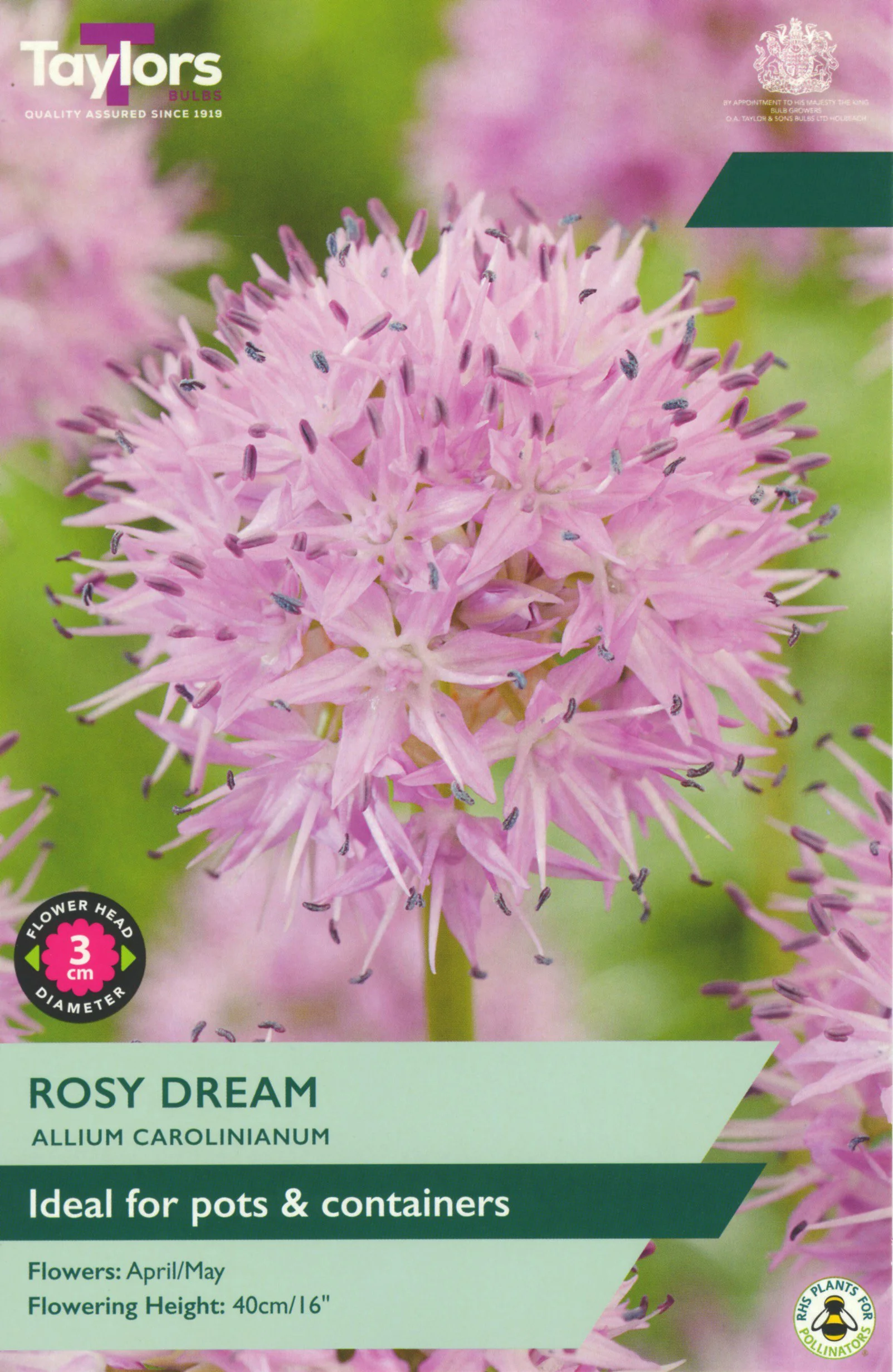 Allium Rosy Dream