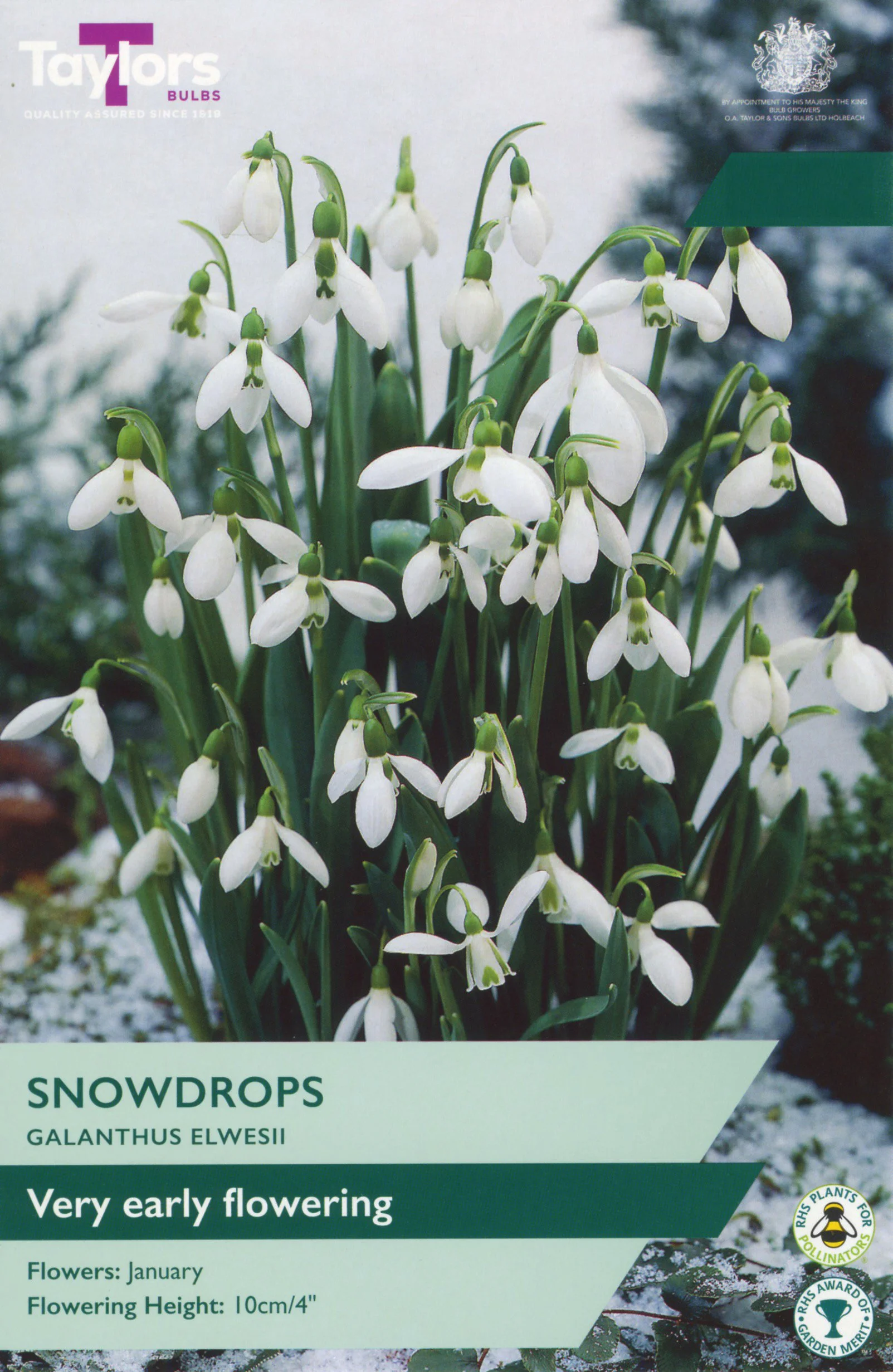 Galanthus Elwesii Very Early Flowering Snowdrop