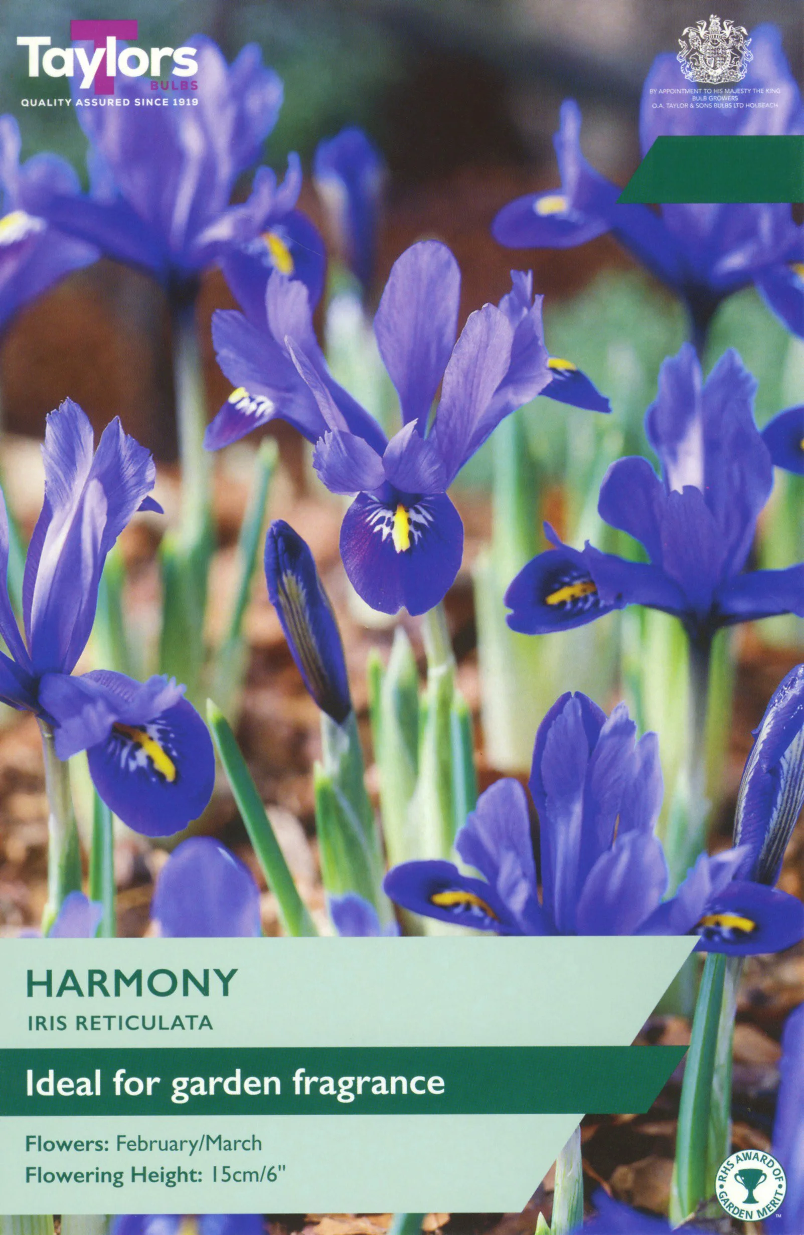 Iris Reticulata Harmony Fragrant Royal Blue