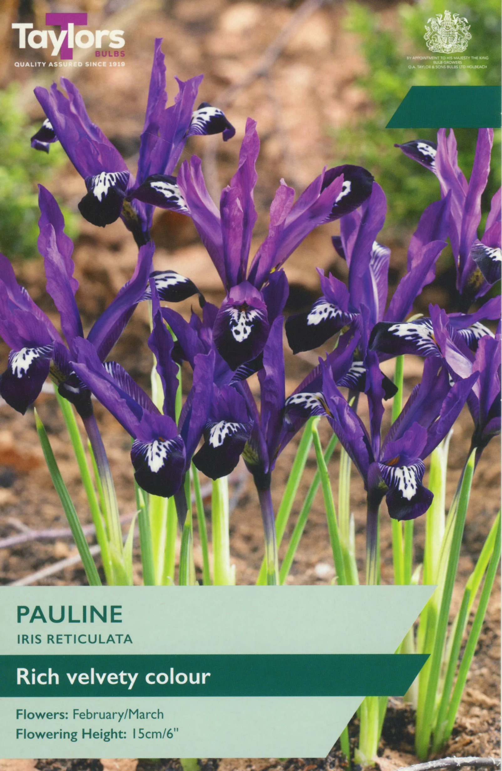Iris Reticulata Pauline rich velvety purple blue colour