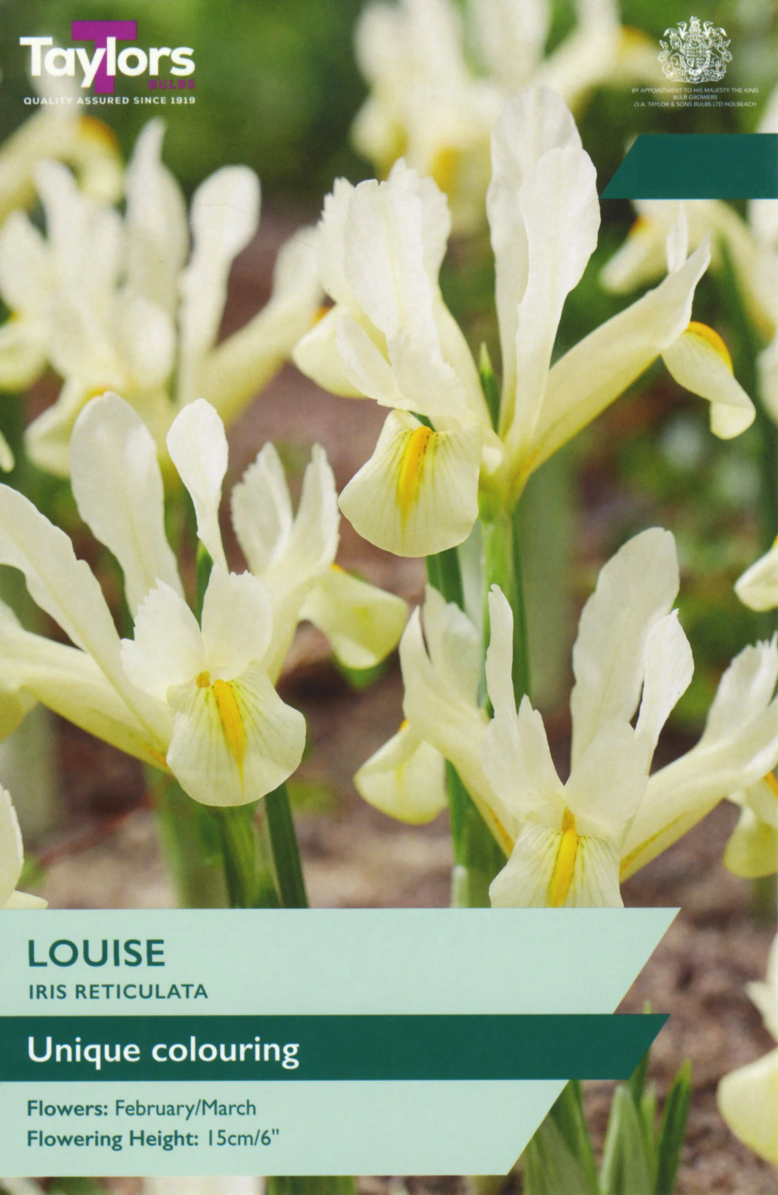 Iris Reticulata Louise Ivory cream yellow unique colour