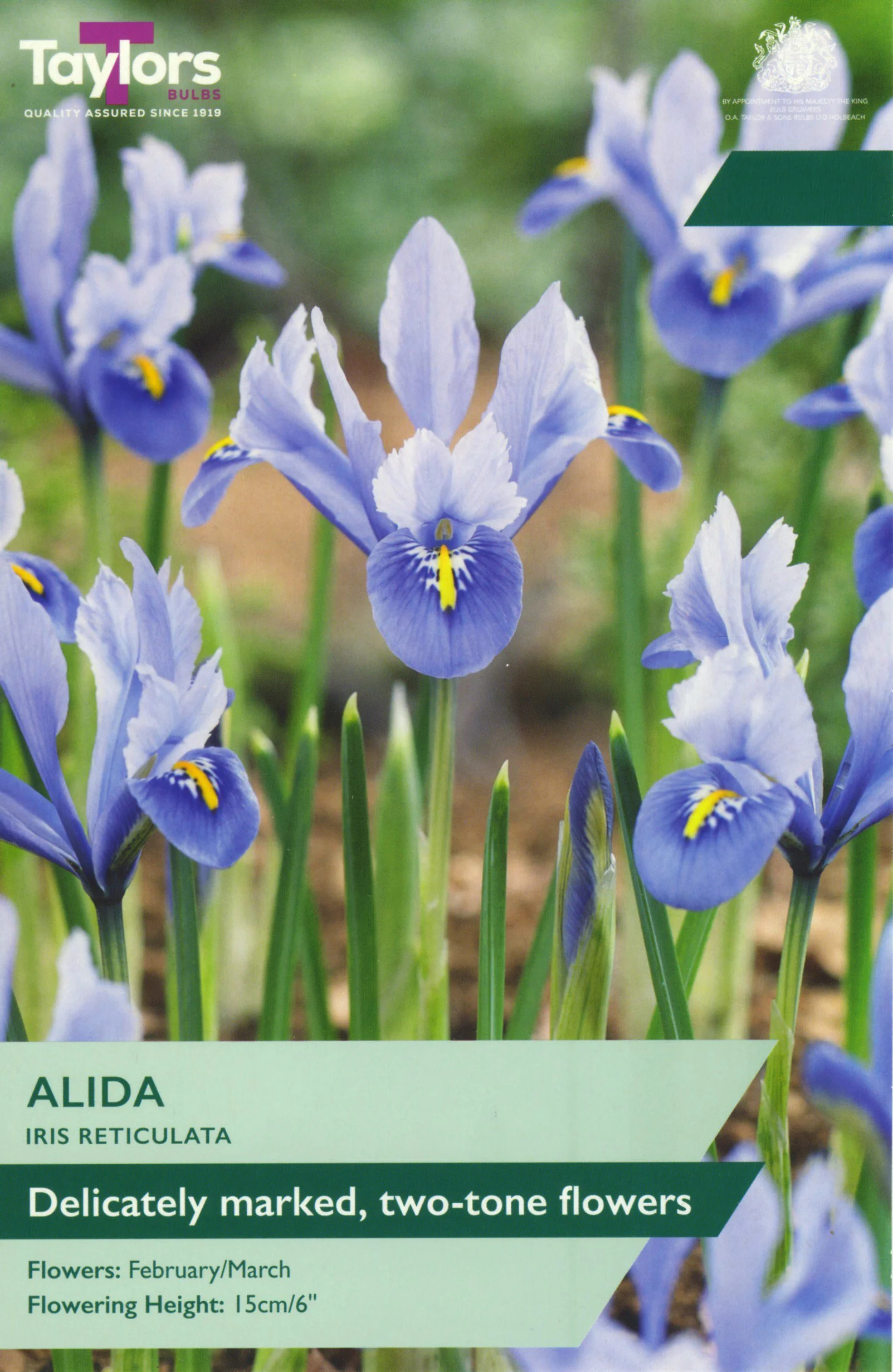Iris Reticulata Alida delicately marked two tone flowers