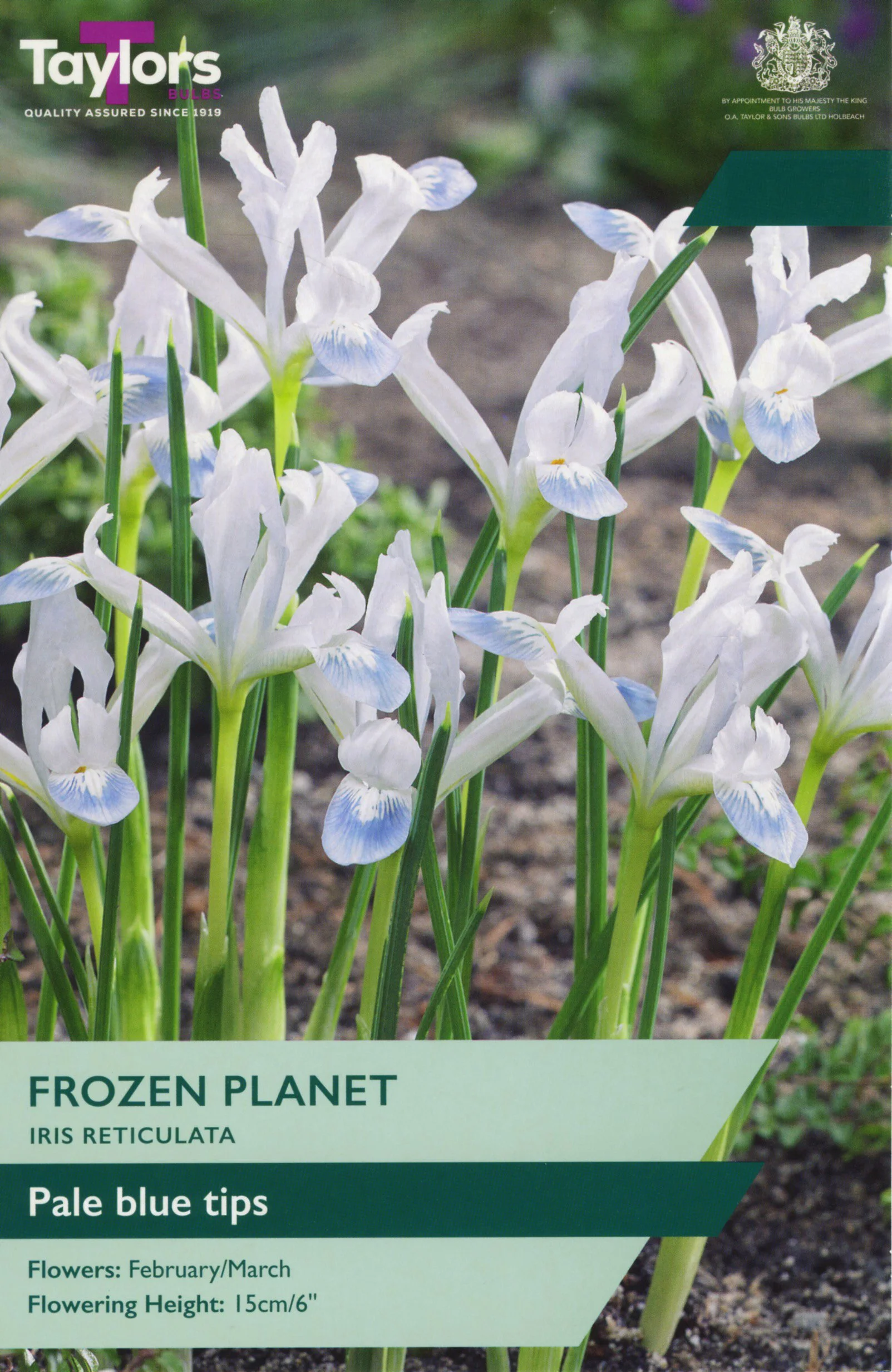 Iris Reticulata Frozen Planet White with pale blue tips