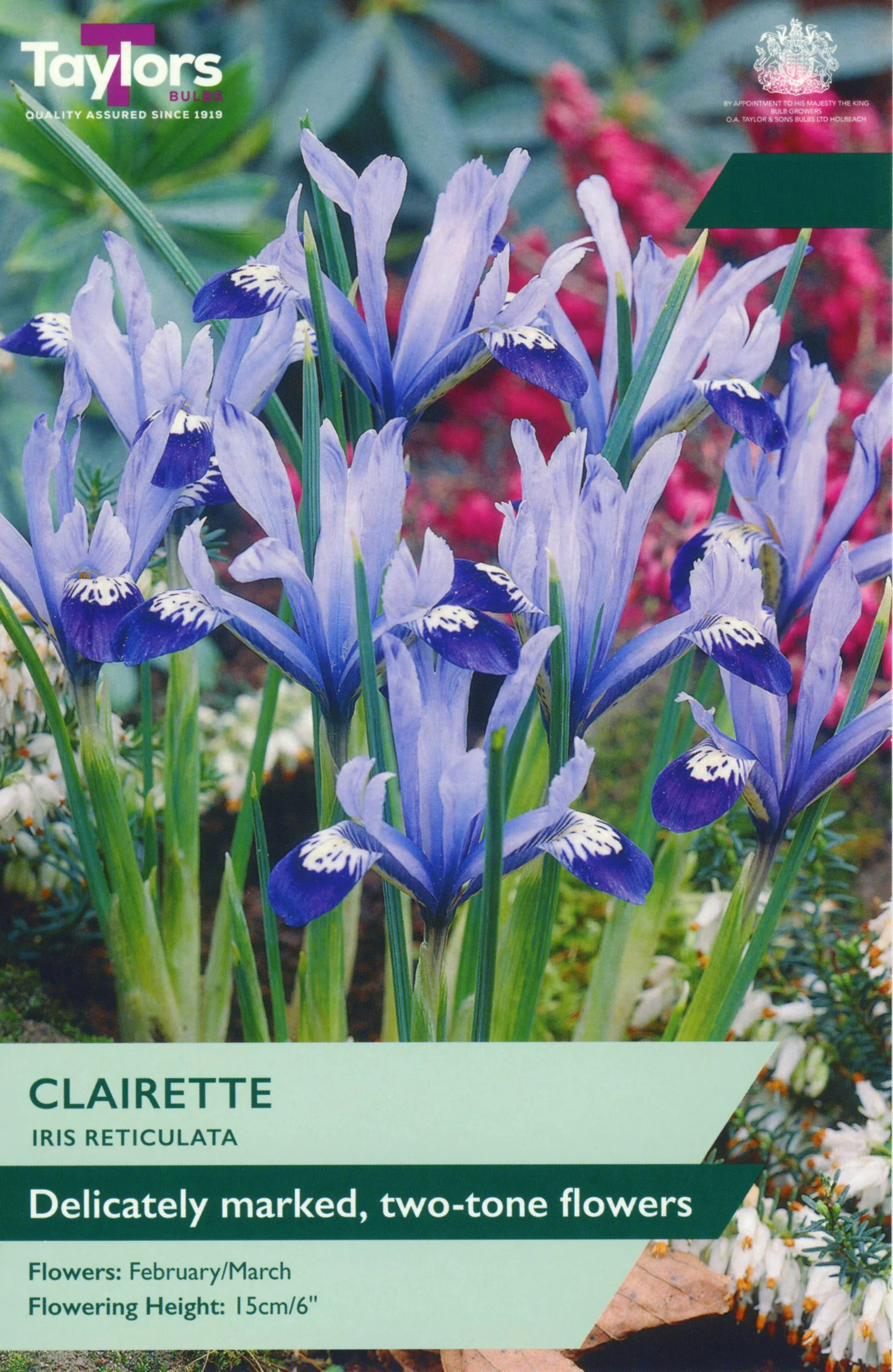 Iris Reticulata Clairette two tone flowers sky blue with dark blue tips