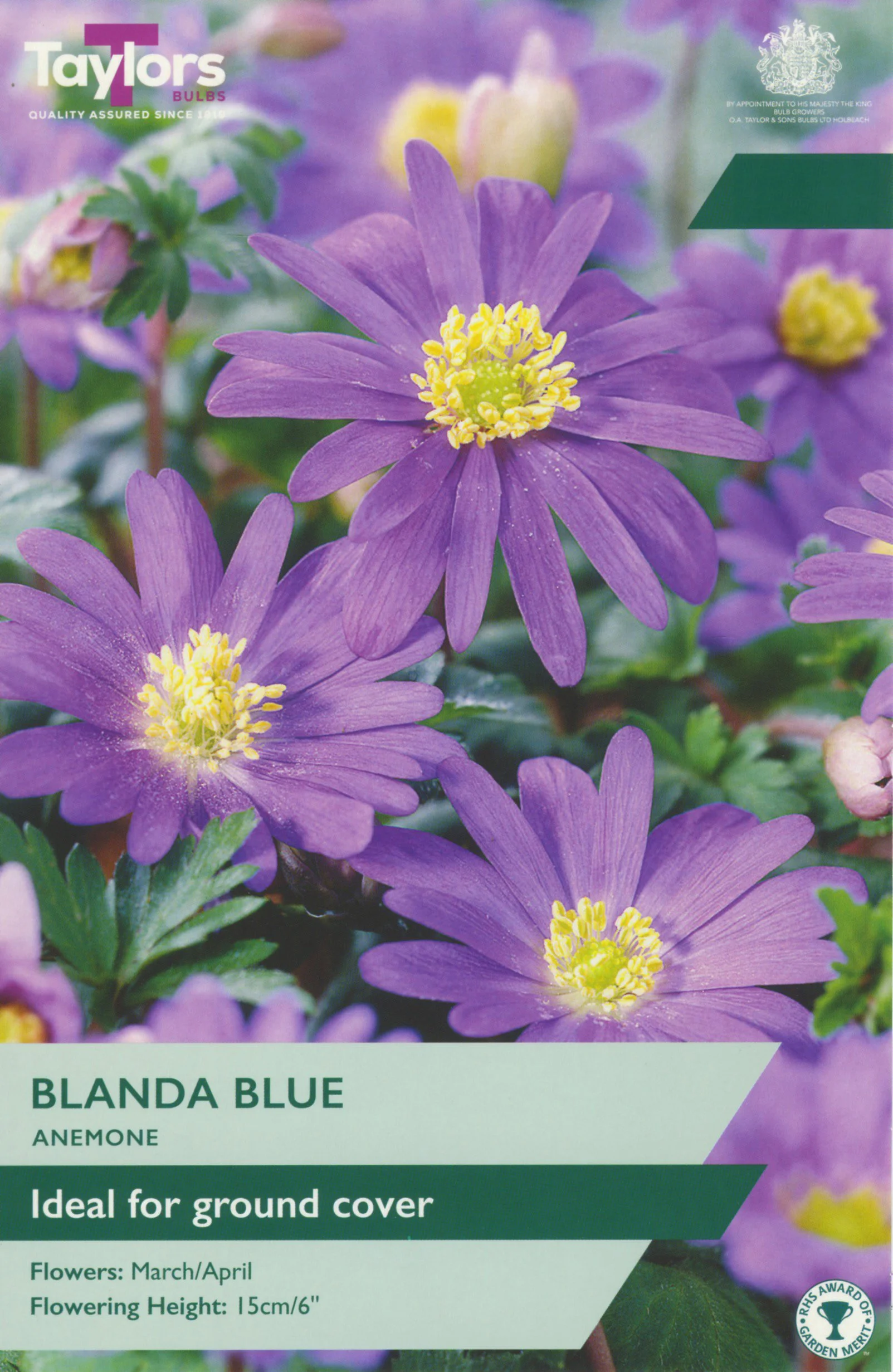 Anemone Blanda Blue Ideal for ground cover