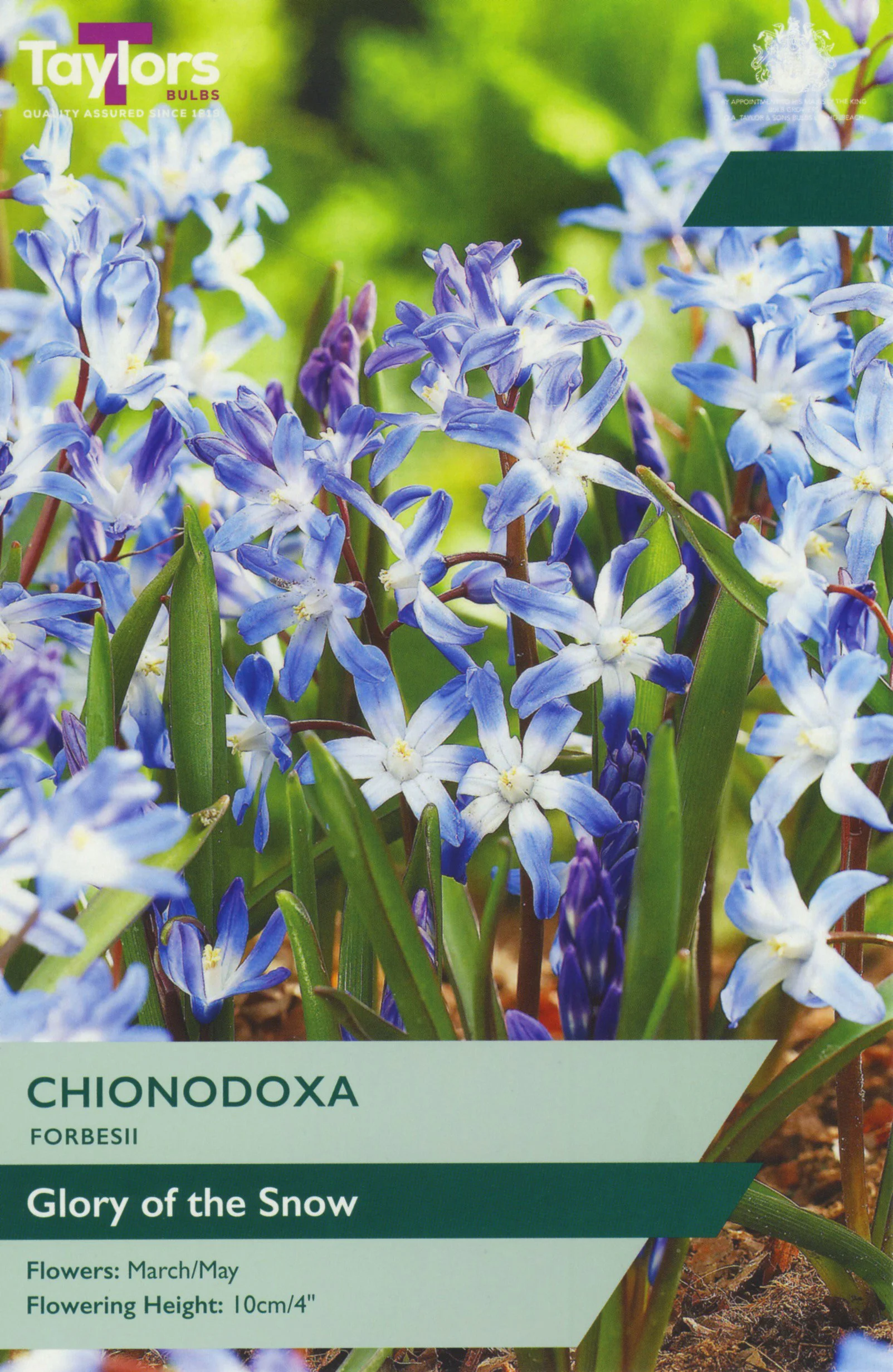 Chionodoxa Forbesii glory of the snow