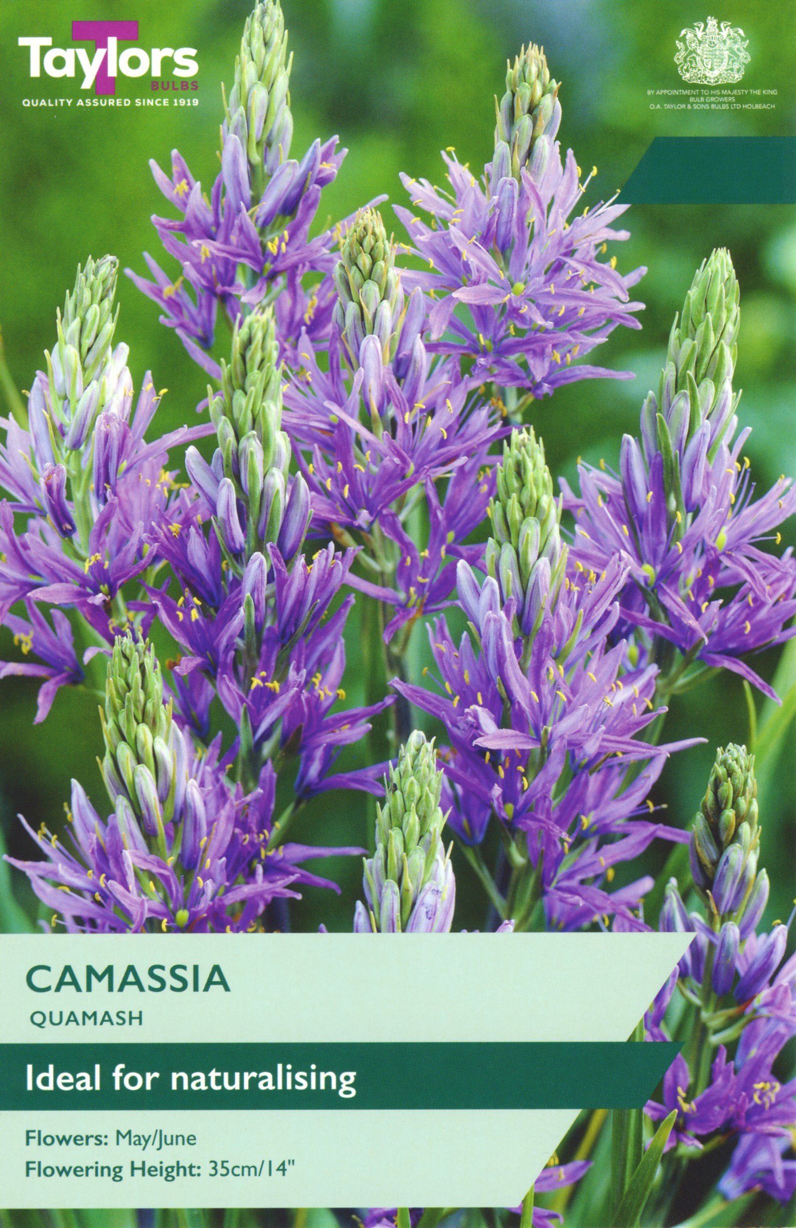 Camassia Quamash ideal for naturalising