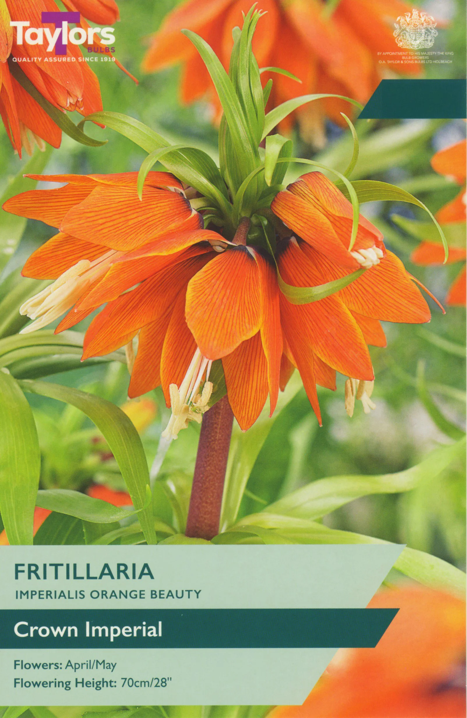 Fritillaria Imperialis Orange Beauty