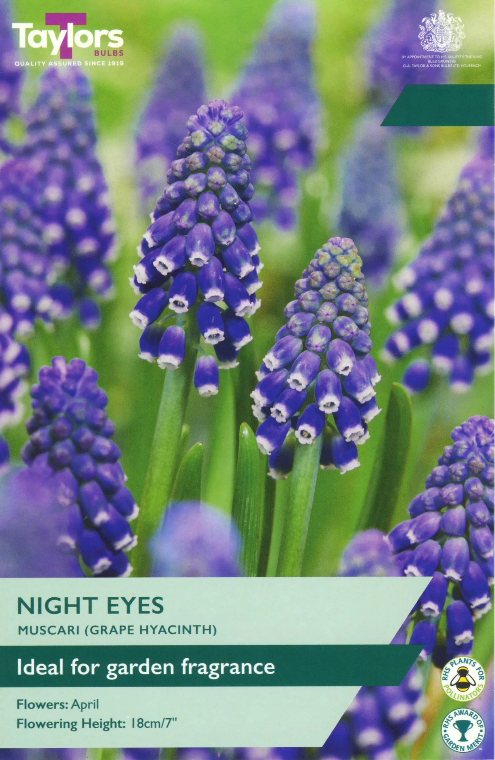 Muscari Night Eyes ideal for garden fragrance grape hyacinth