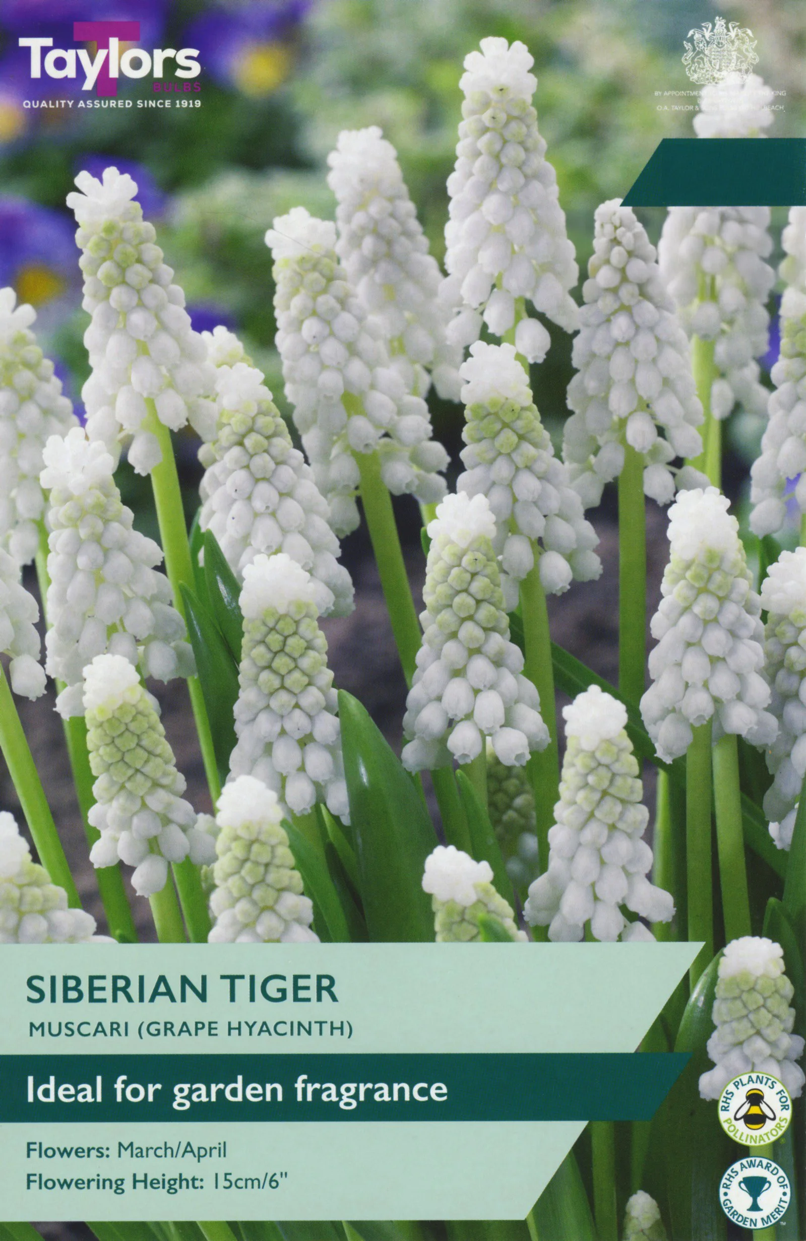 Muscari Siberian Tiger grape hyacinth ideal for garden fragrance