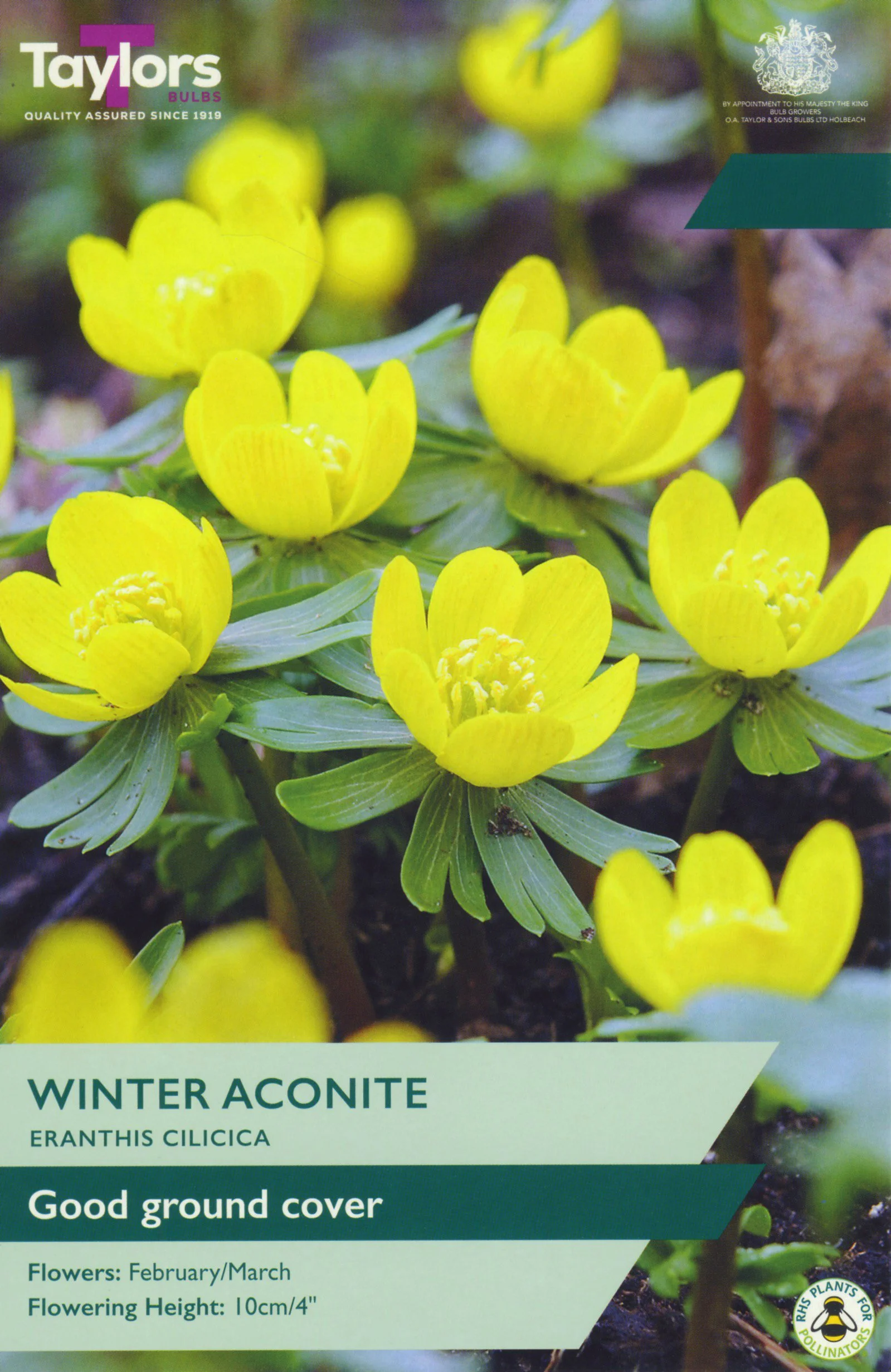 Eranthis Cilicica golden yellow flowers makes ideal ground cover winter aconite