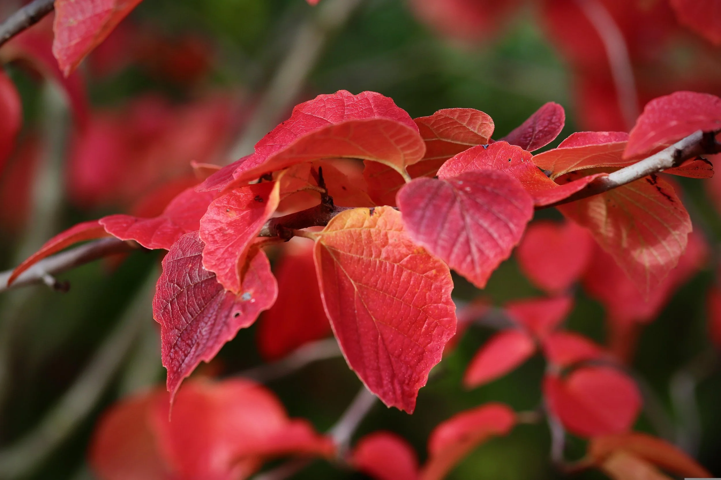 nennieinszweidrei-autumn-colors-5706651.jpg