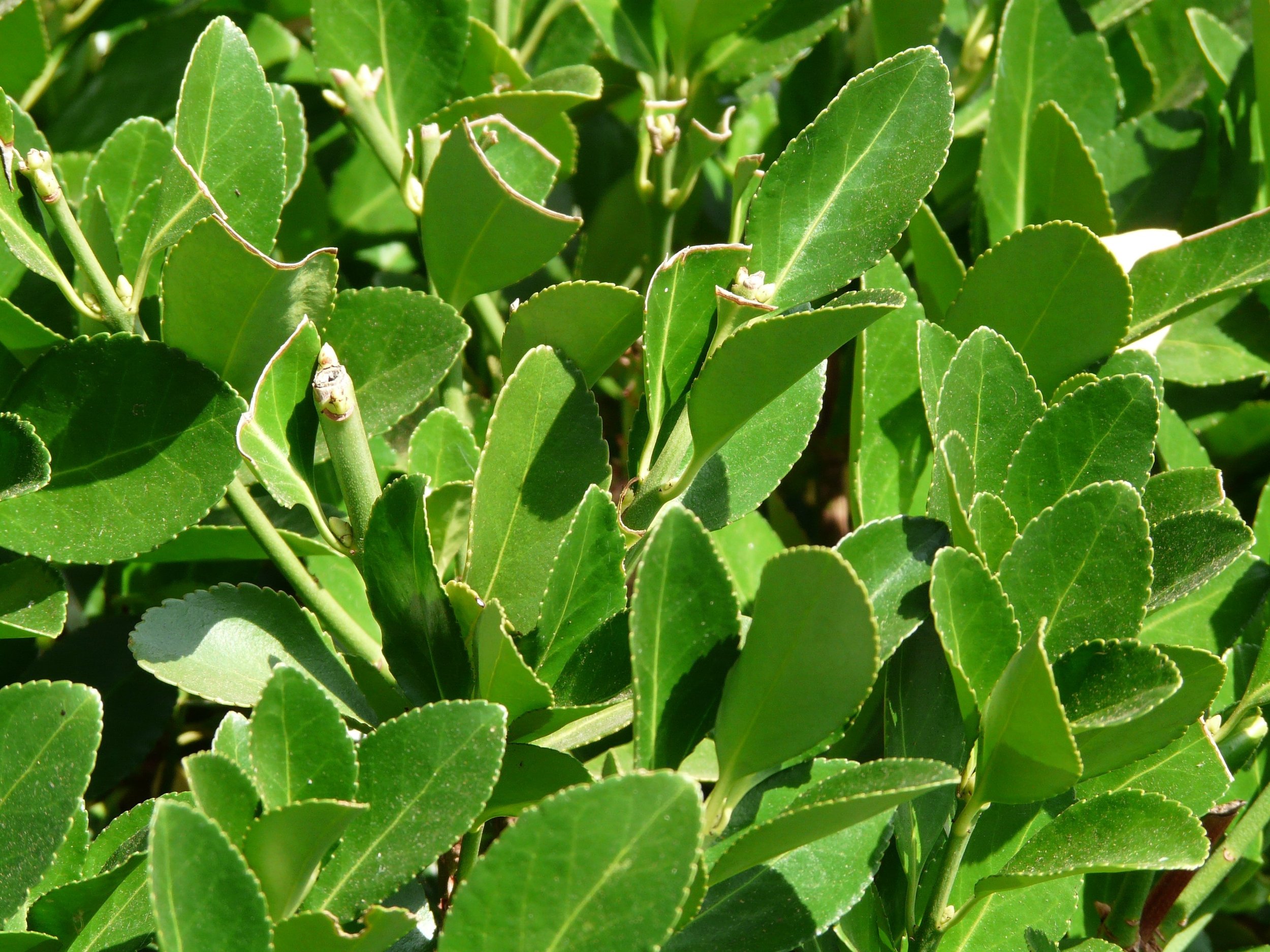 hans-real-laurel-9192.jpg