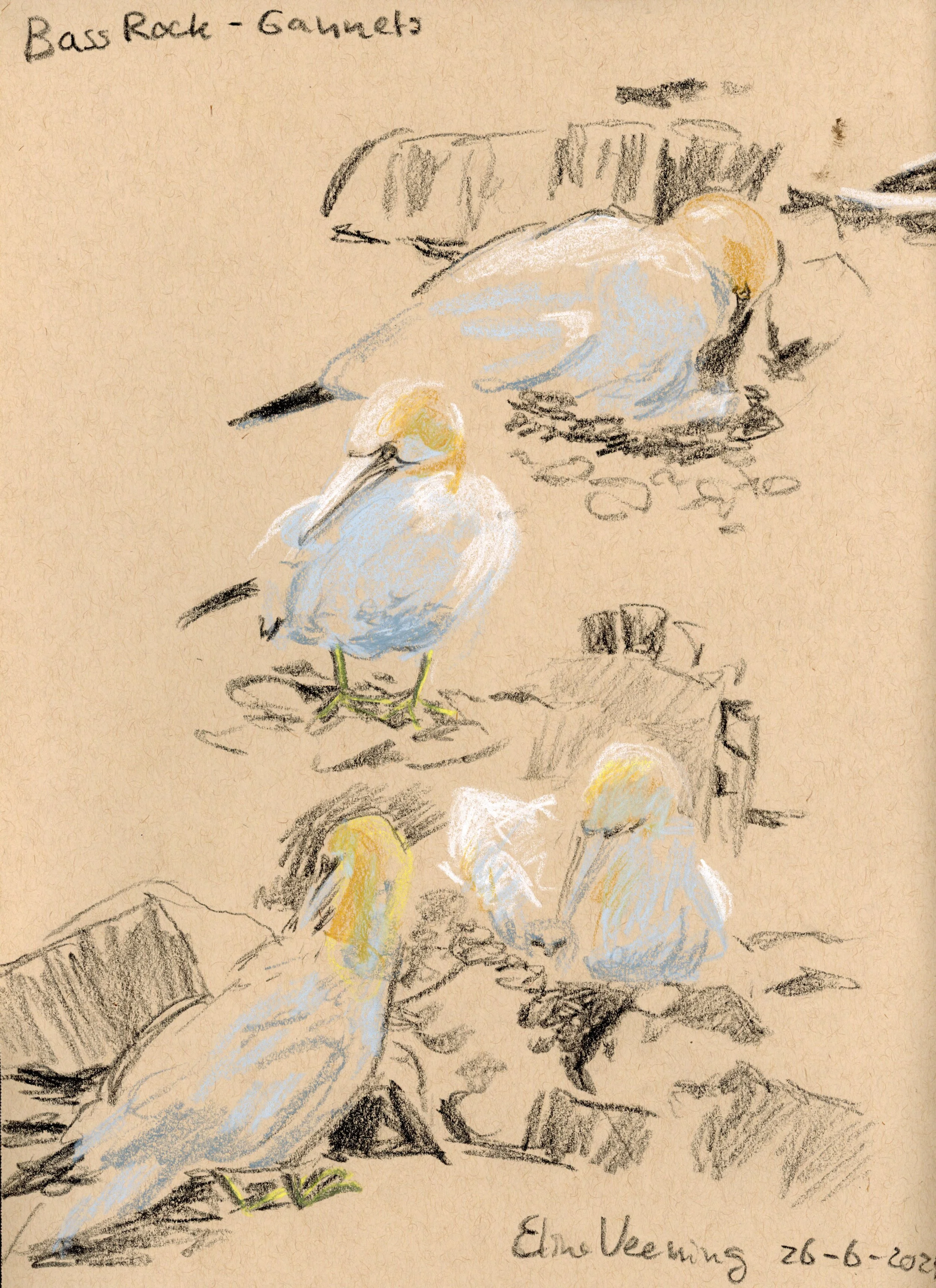 Eline-Veening_Gannets_on_Bass_Rock.jpg
