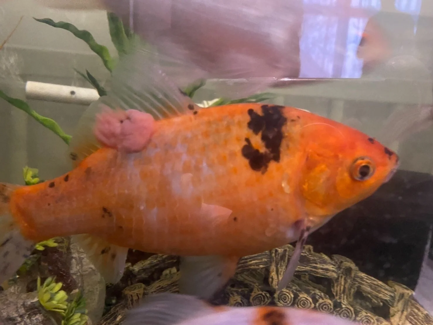 Orange goldfish with tumour on back
