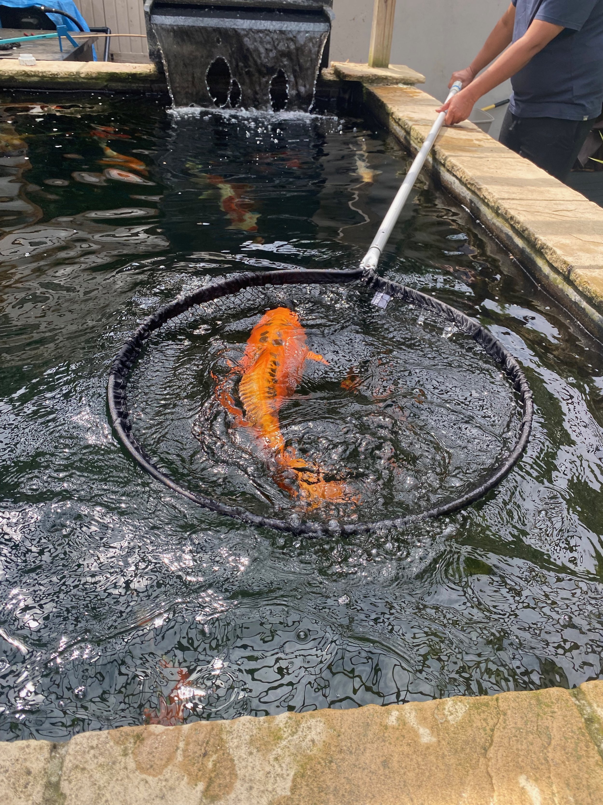 Large orange koi carp in net