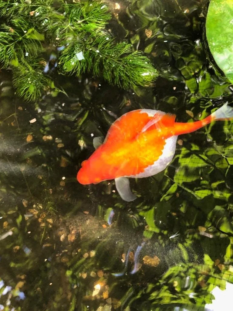 Bloated orange goldfish in a tank