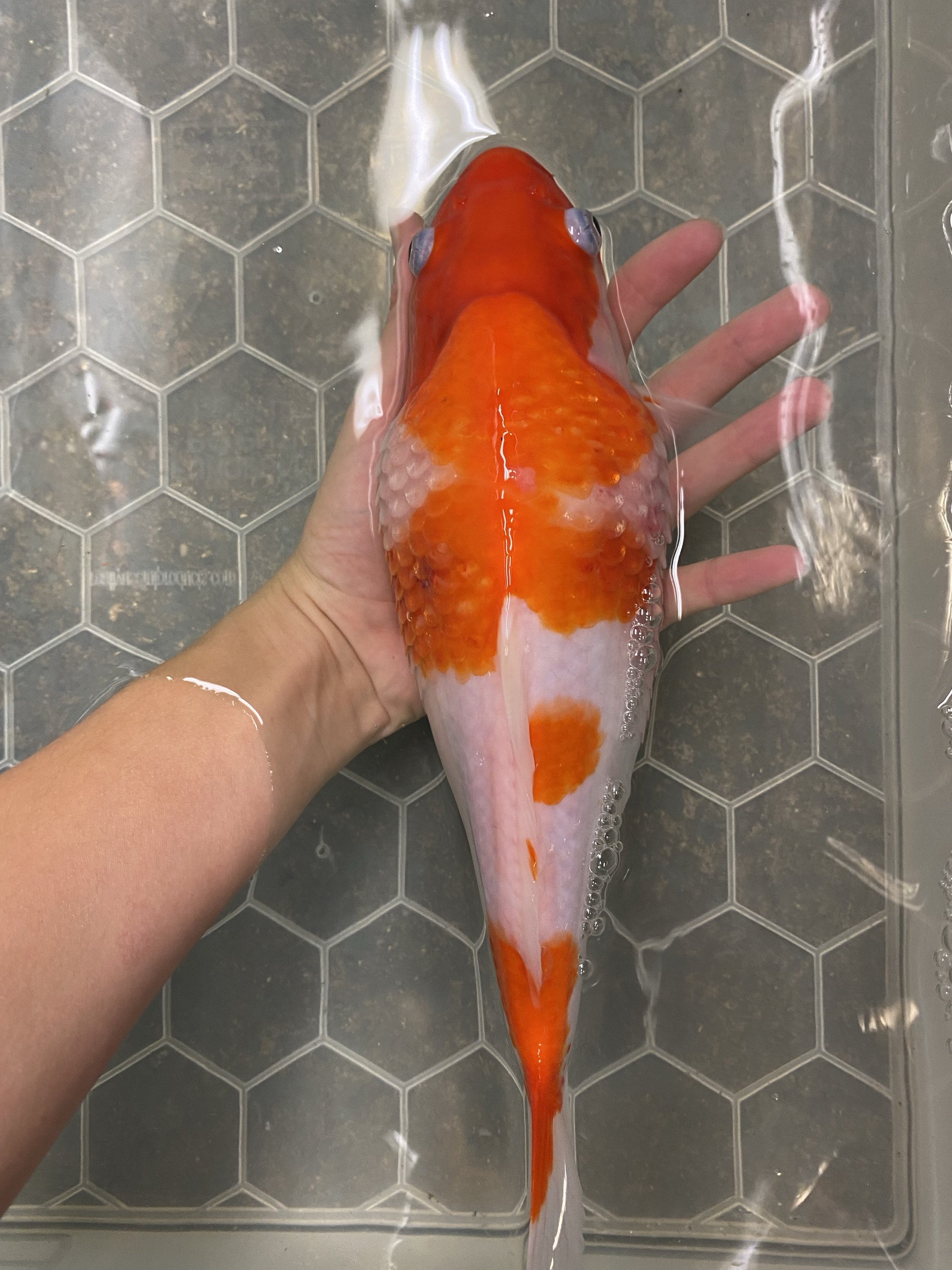 Orange and white koi carp with bloating and lifted scales