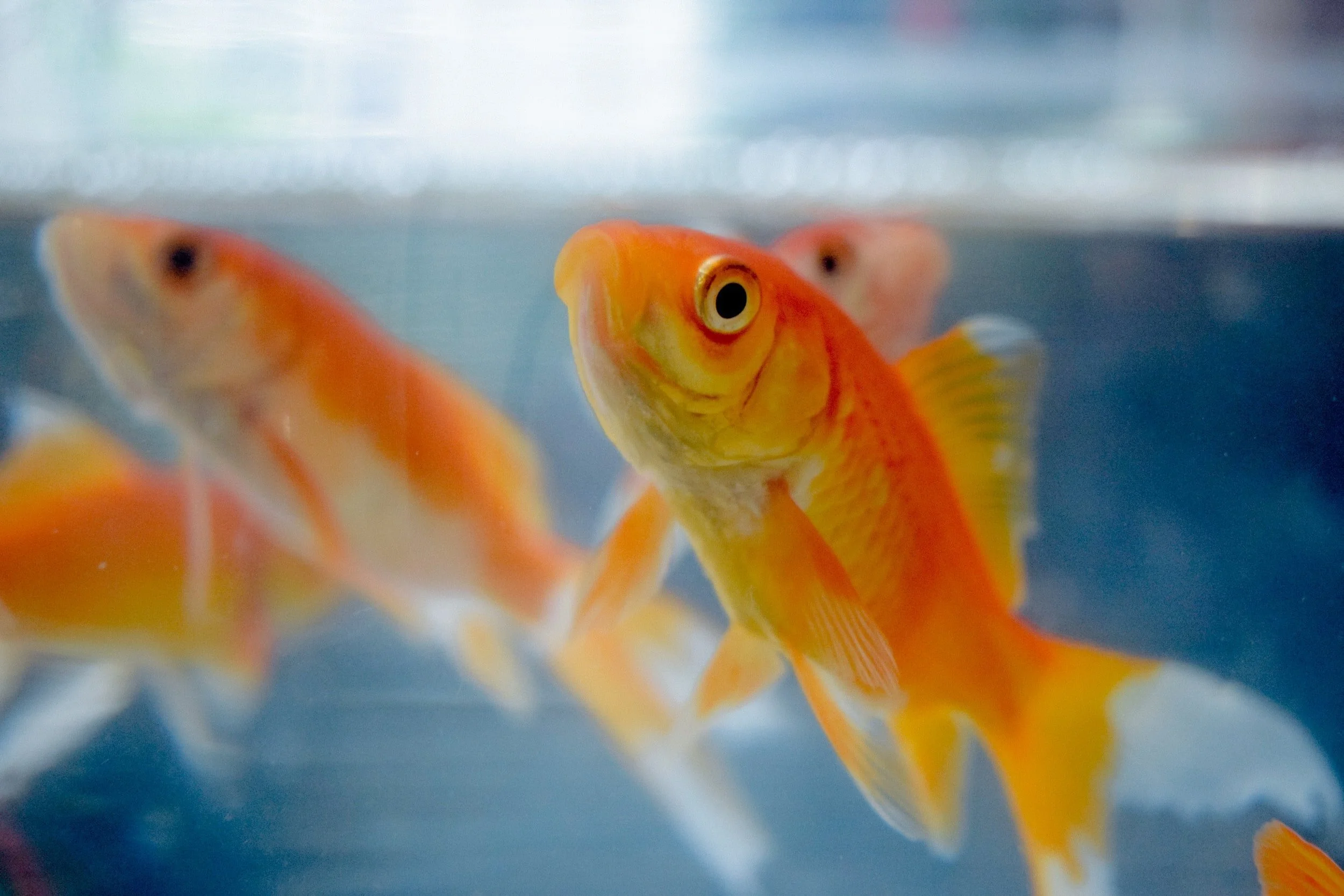 Three goldfish in a tank