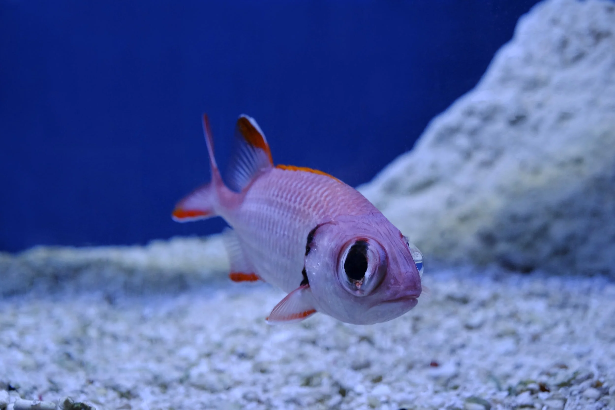 Small topical fish with huge eyes in a blue tank with white gravel