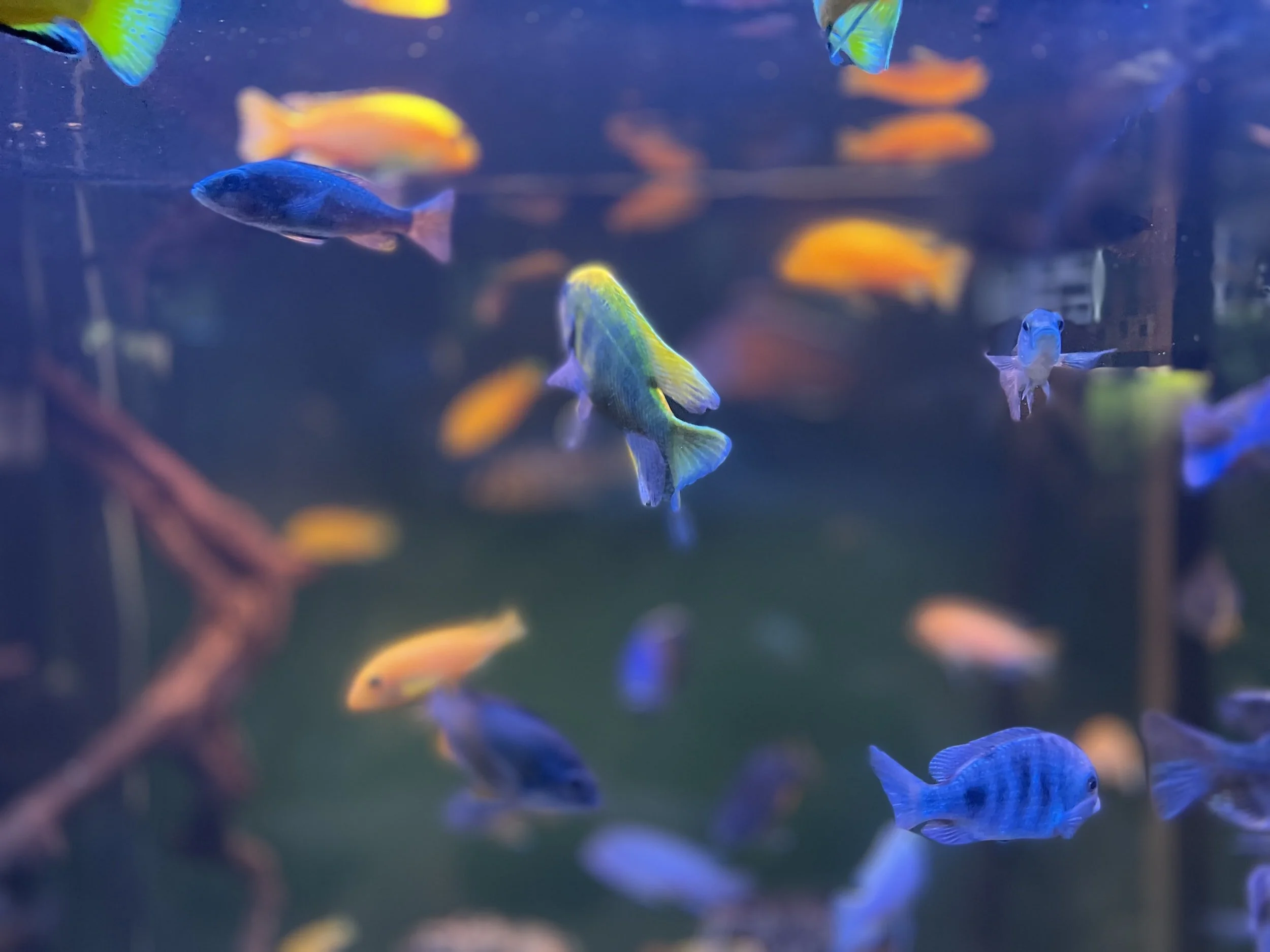 Large aquarium with lots of small blue and orange fish