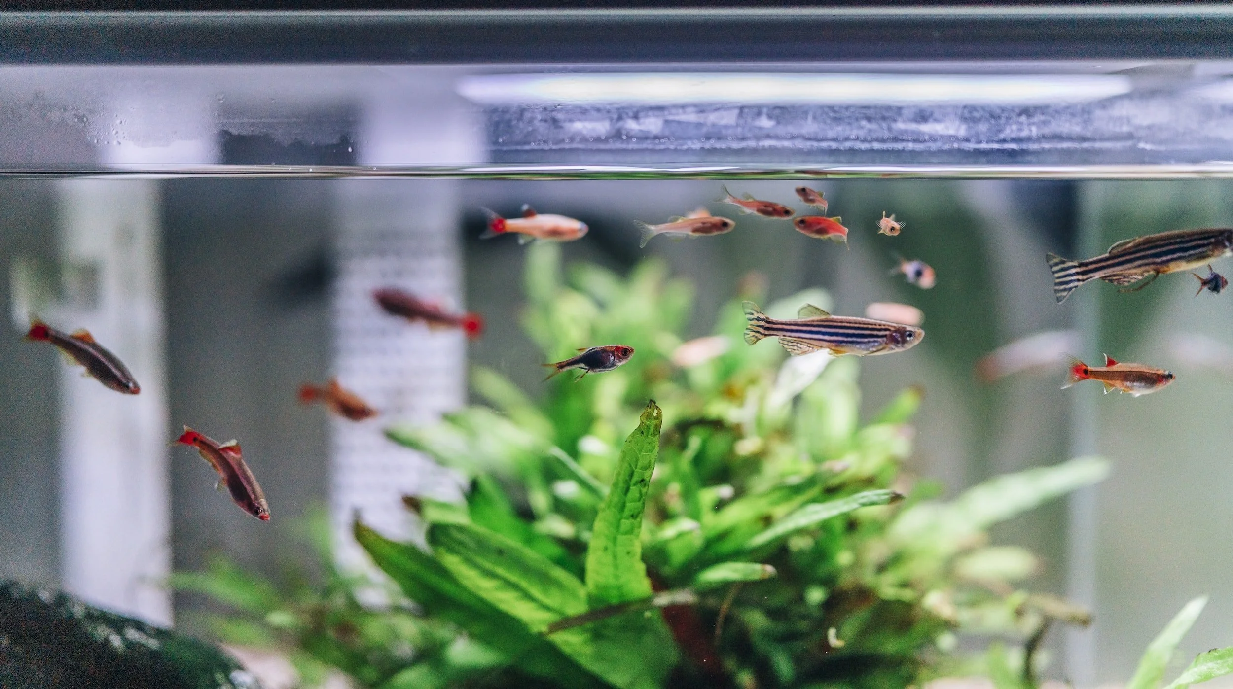 Small striped fish in tank with green plants