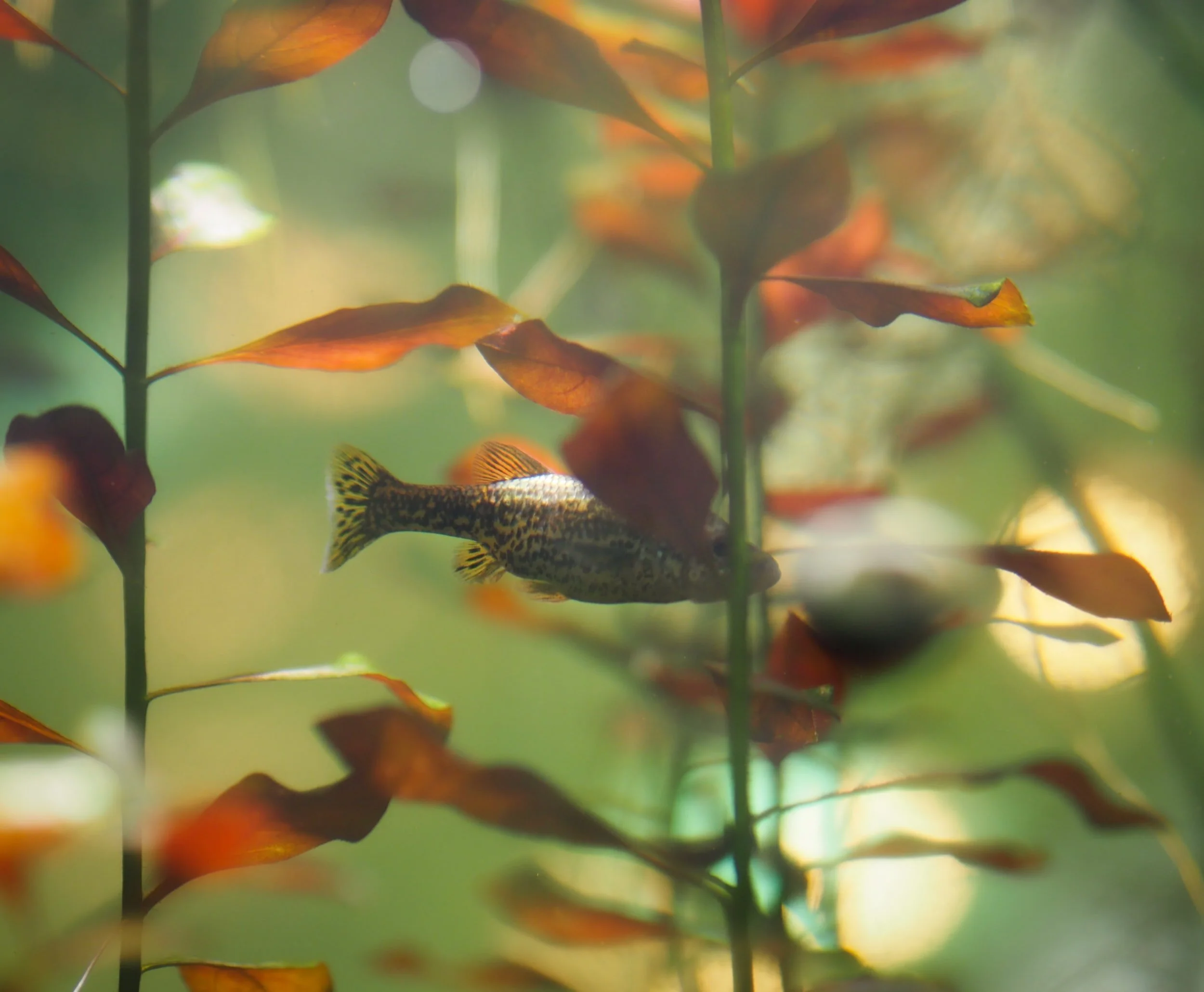 Fish hiding in brown plants in a tank