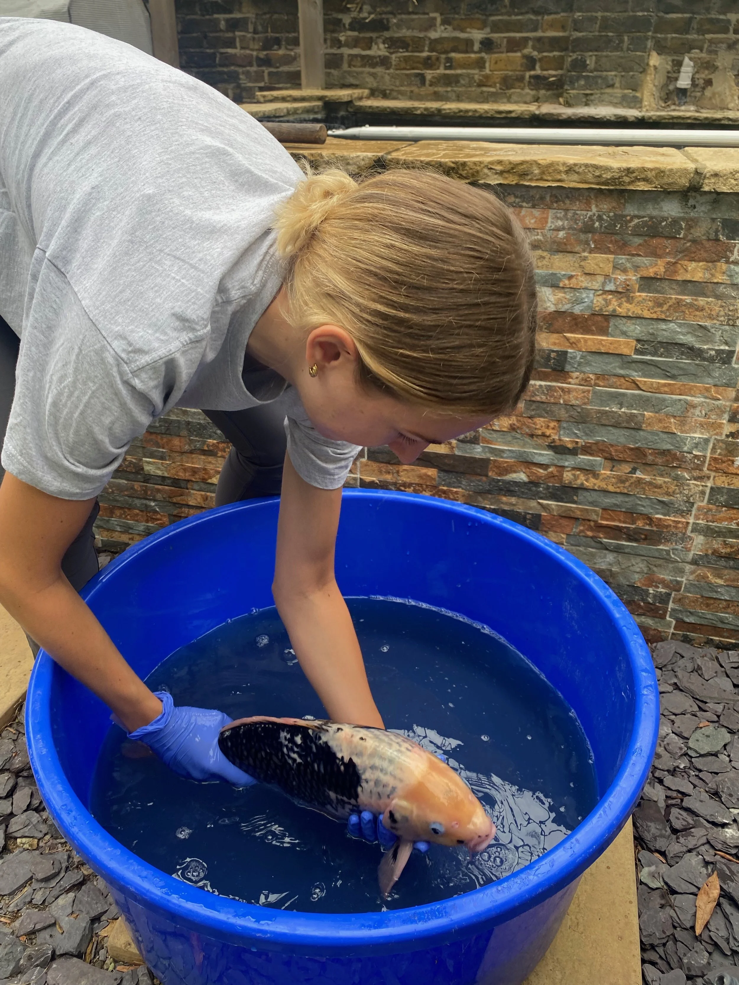 Bacterial Infections in Koi