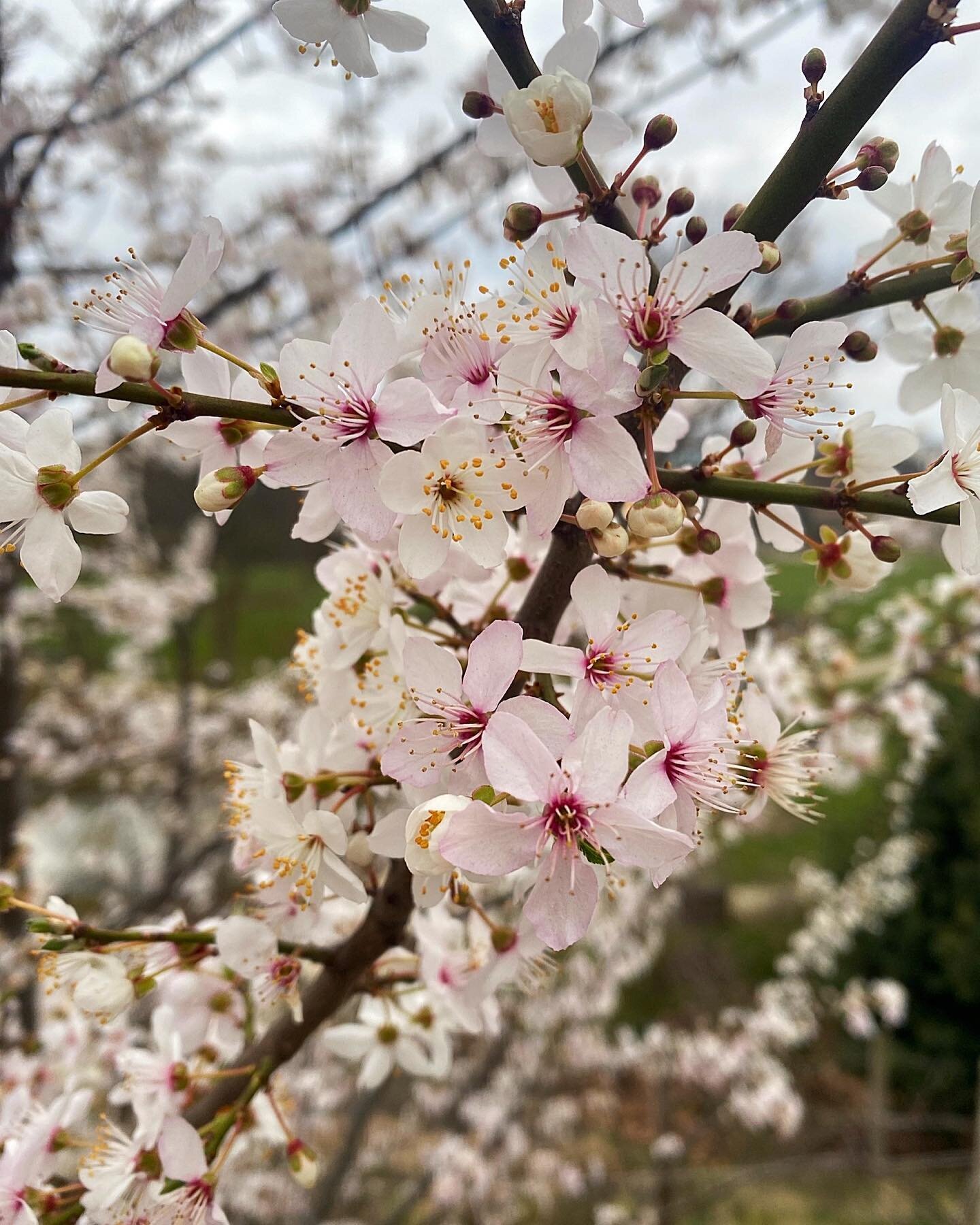 Issy 
.
.
.
#issylesmoulineaux #ilesaintgermain