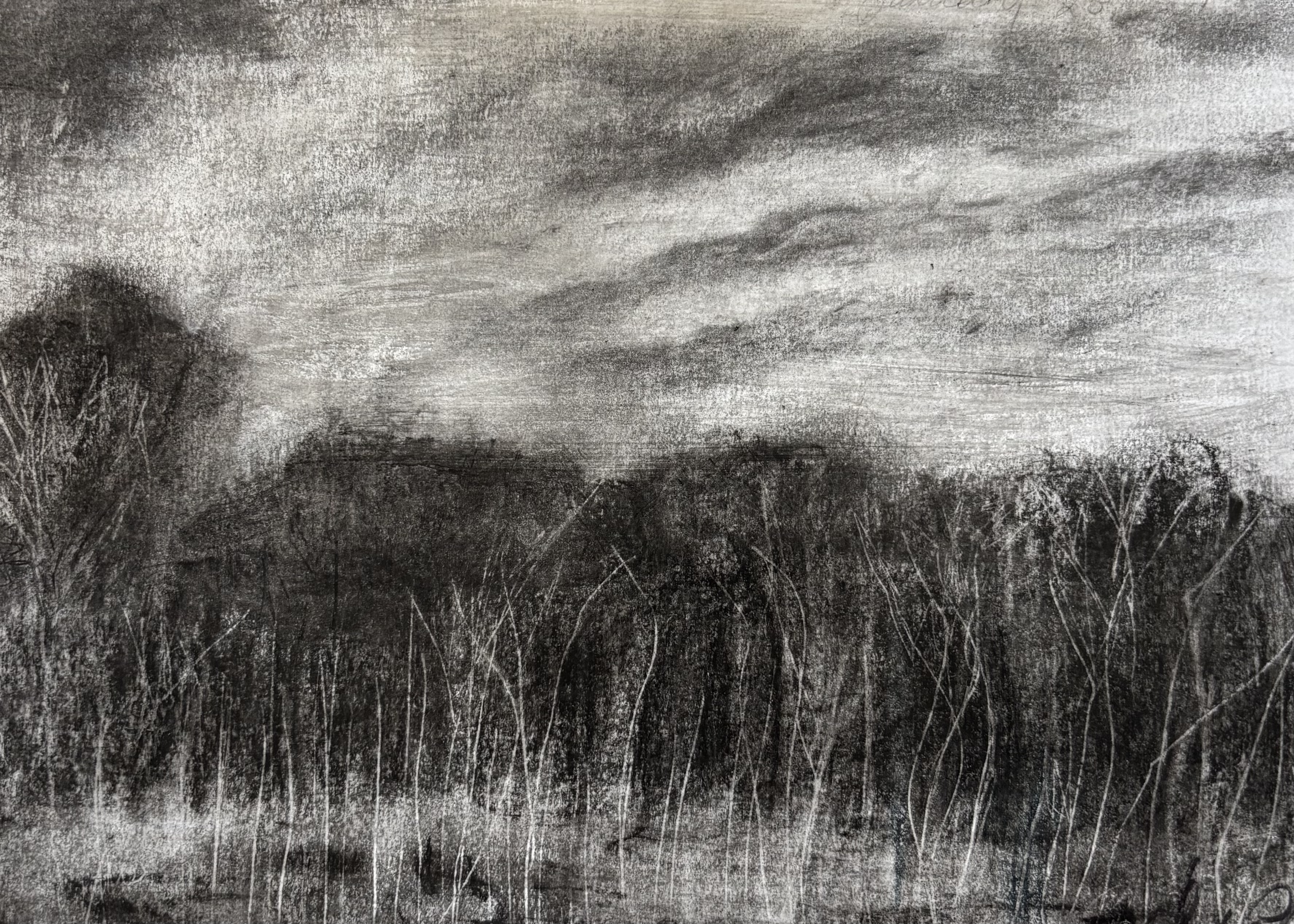 Beech tree wood  Charcoal on paper 