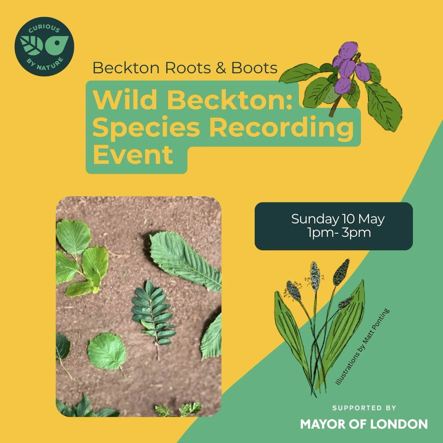 Wild Beckton May 2026 SQ.jpg