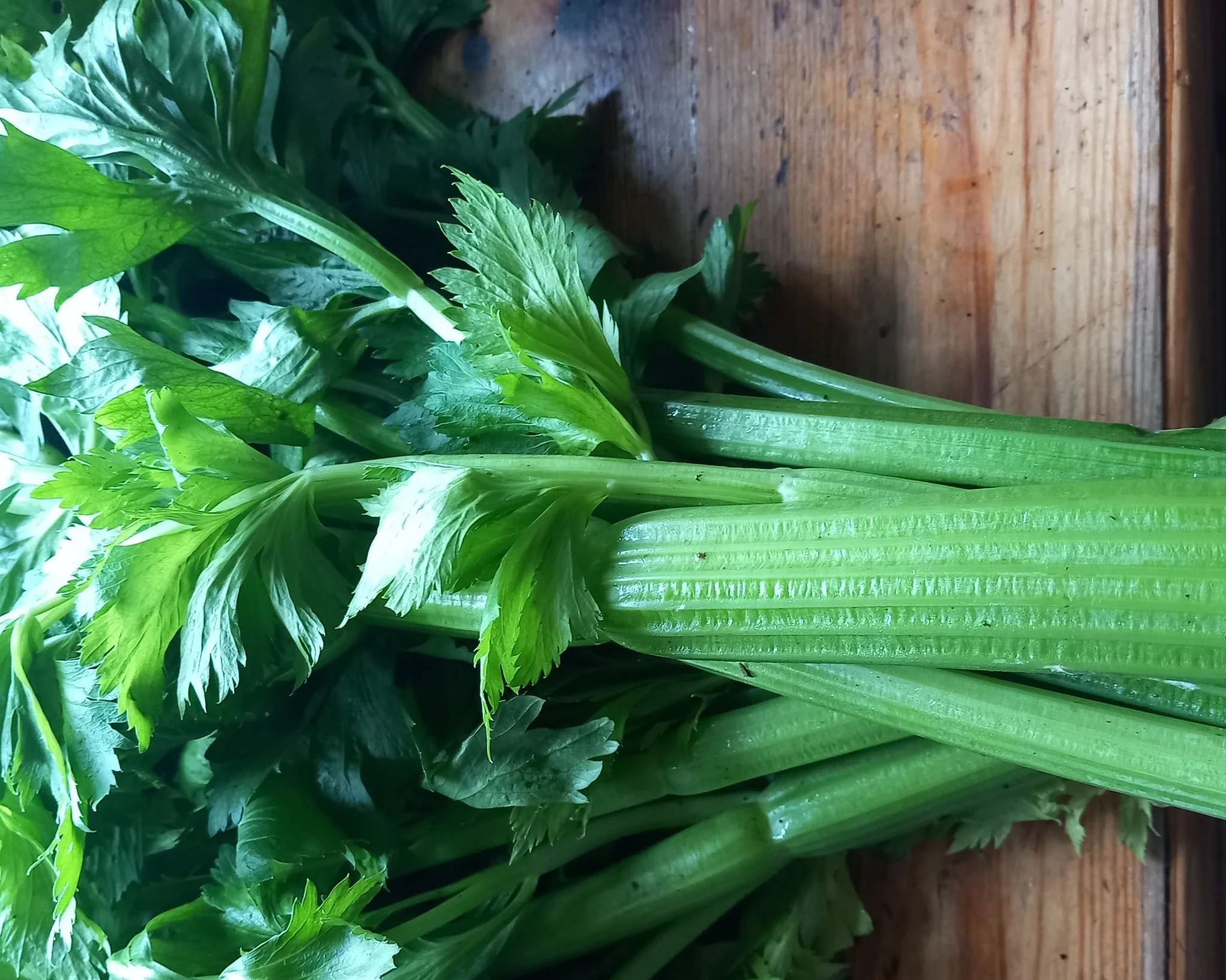 Journal — Greenshoots Nutrition