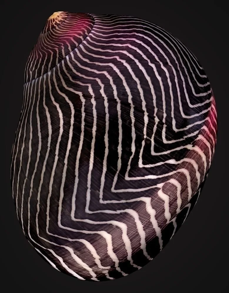 Coquillage.jpg