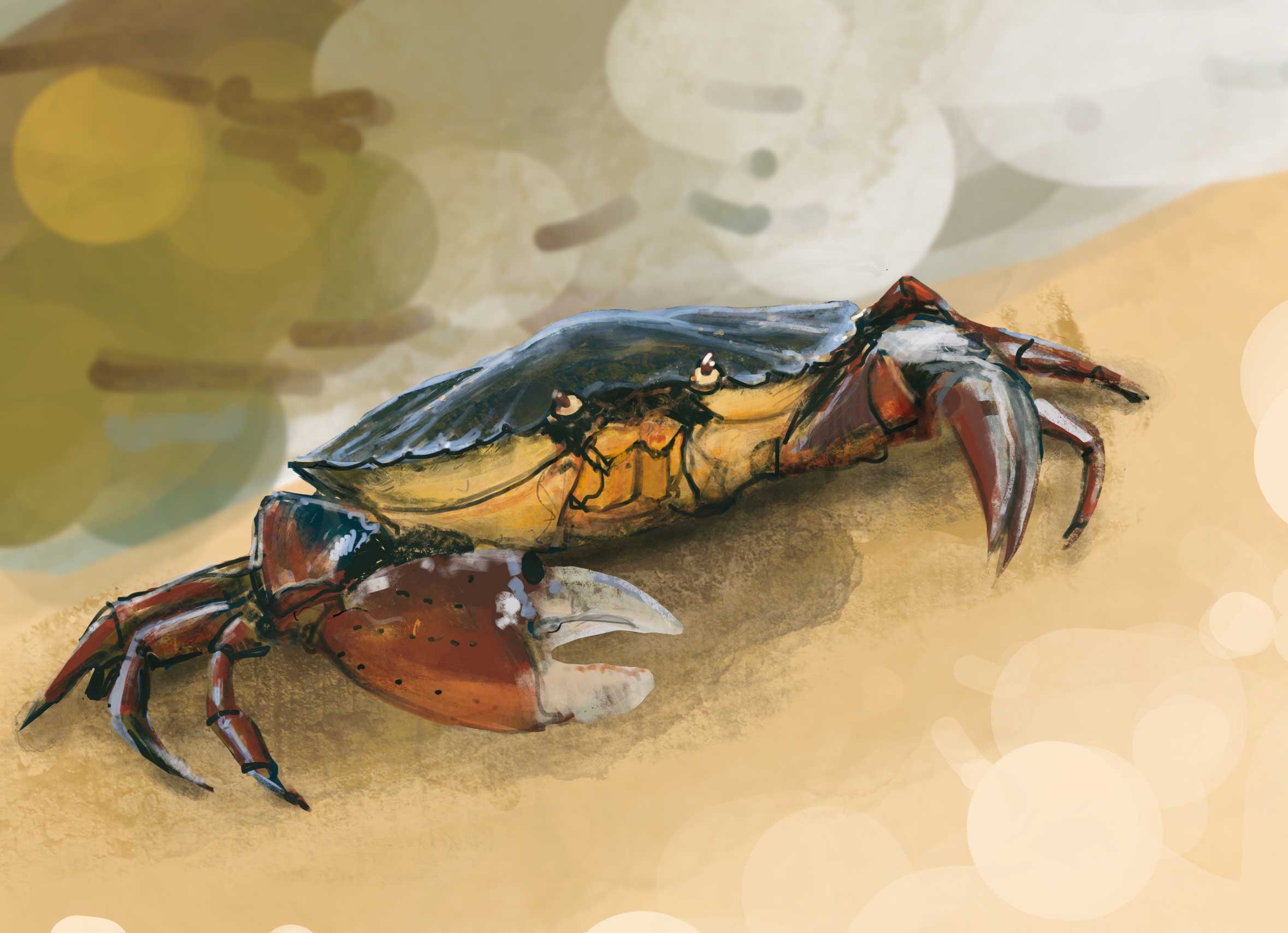 Carcinus maenas